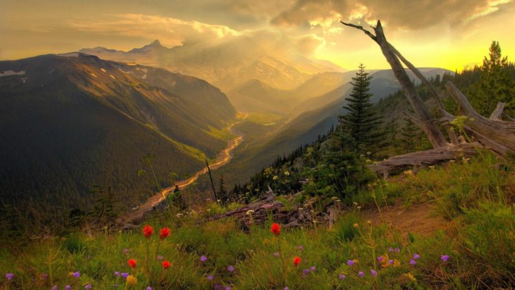 mount rainier washington, Landscape, Flower, Mountain HD Wallpaper Desktop Background