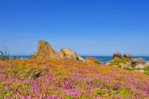 californias flower, Sea, Sky