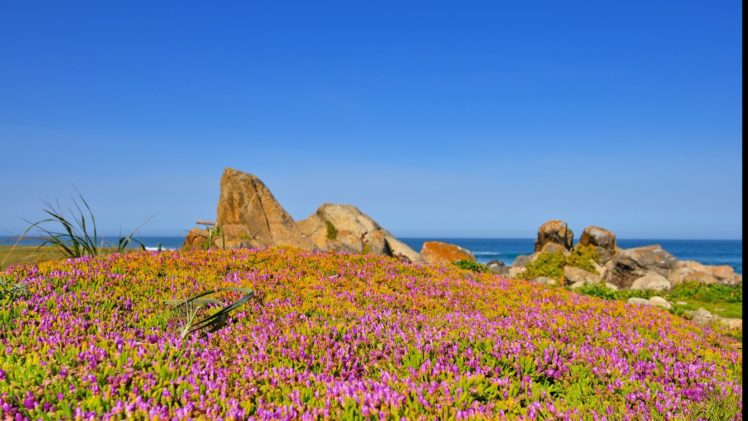 californias flower, Sea, Sky HD Wallpaper Desktop Background