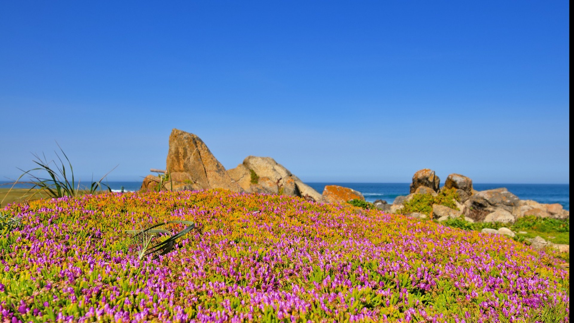 californias flower, Sea, Sky Wallpaper