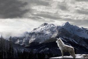 mountain, Snow, Sky, Landscape, Clouds, Animal