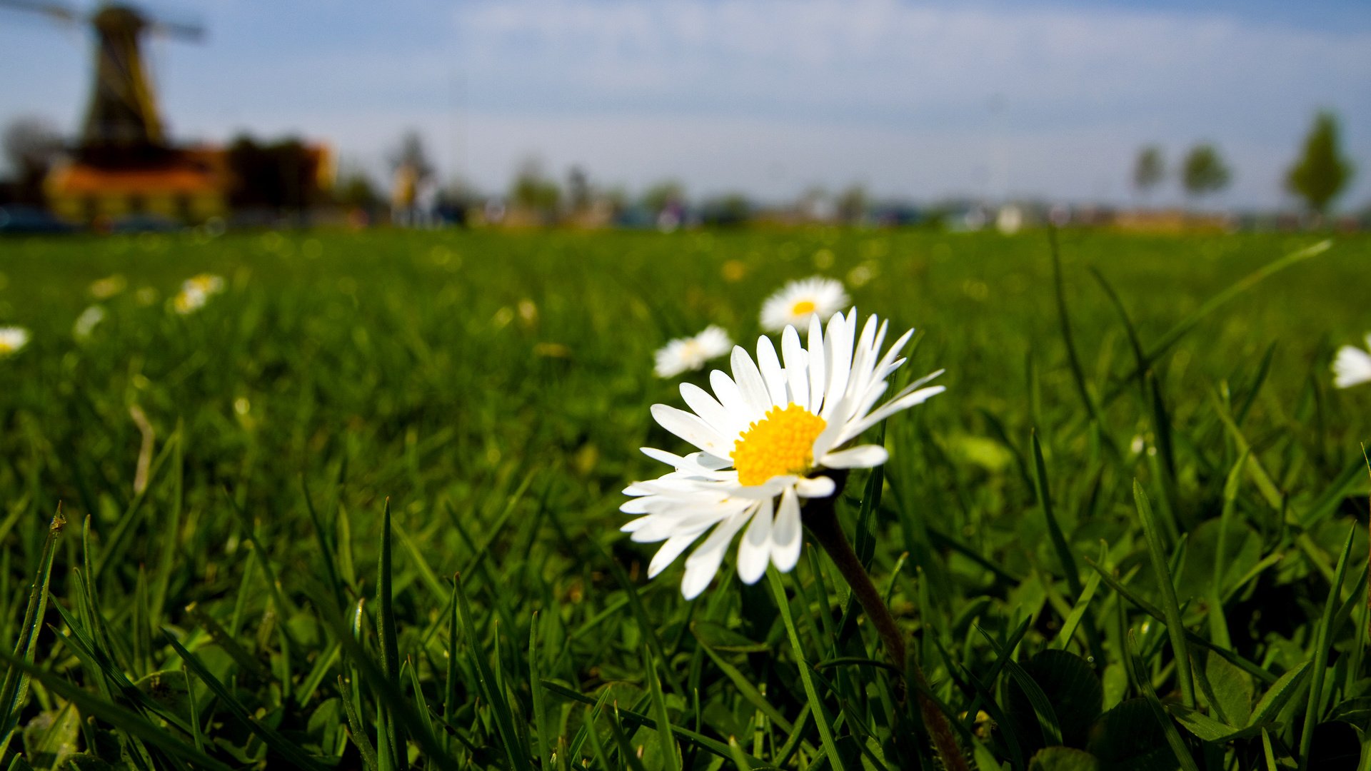flower, Plant, Nature, Beautiful, Colorful, Flowers Wallpaper