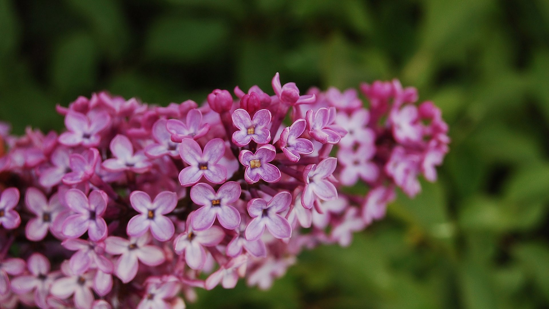 flower, Plant, Nature, Beautiful, Colorful, Flowers Wallpaper