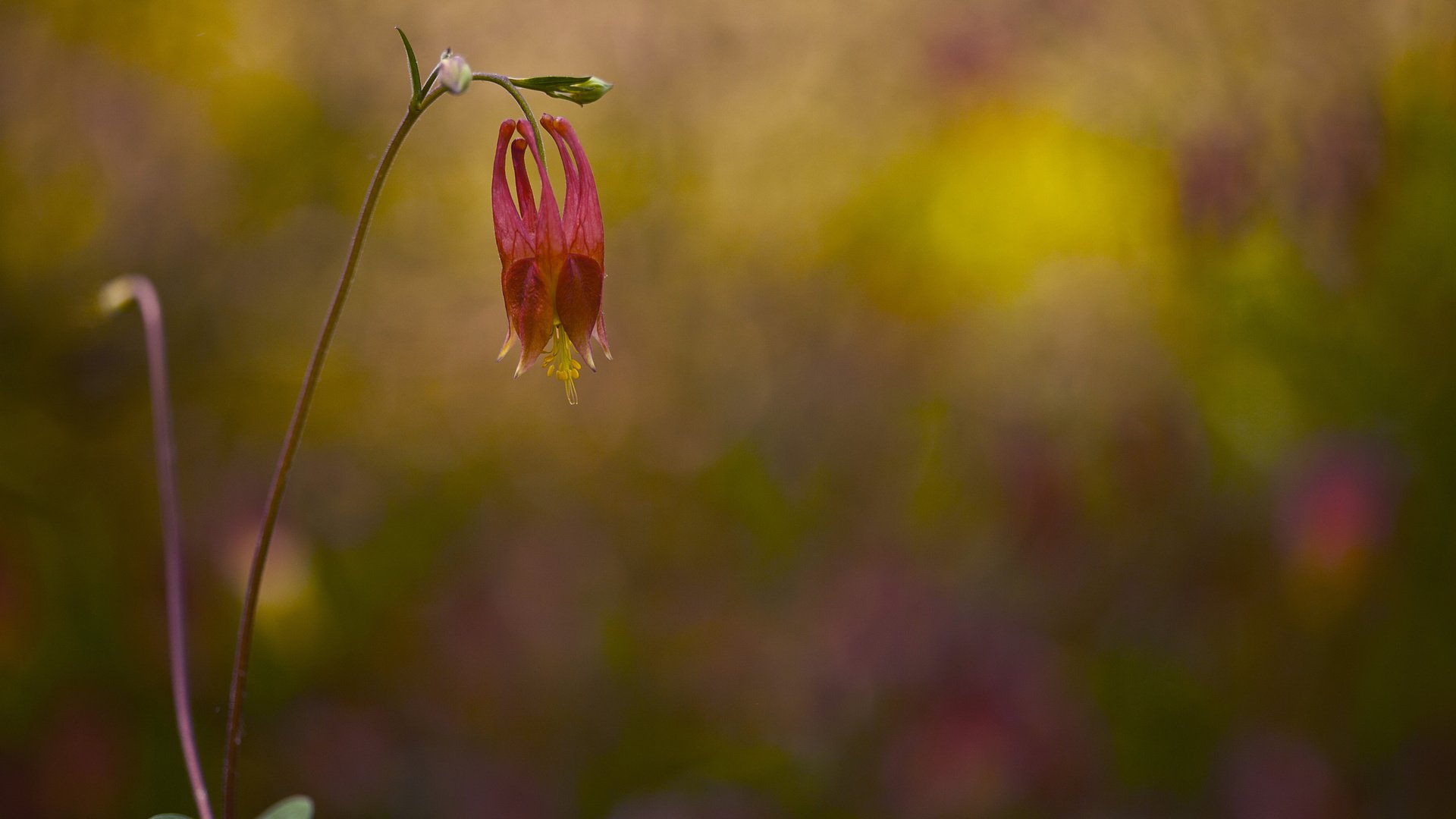 flower, Plant, Nature, Beautiful, Colorful, Flowers Wallpaper