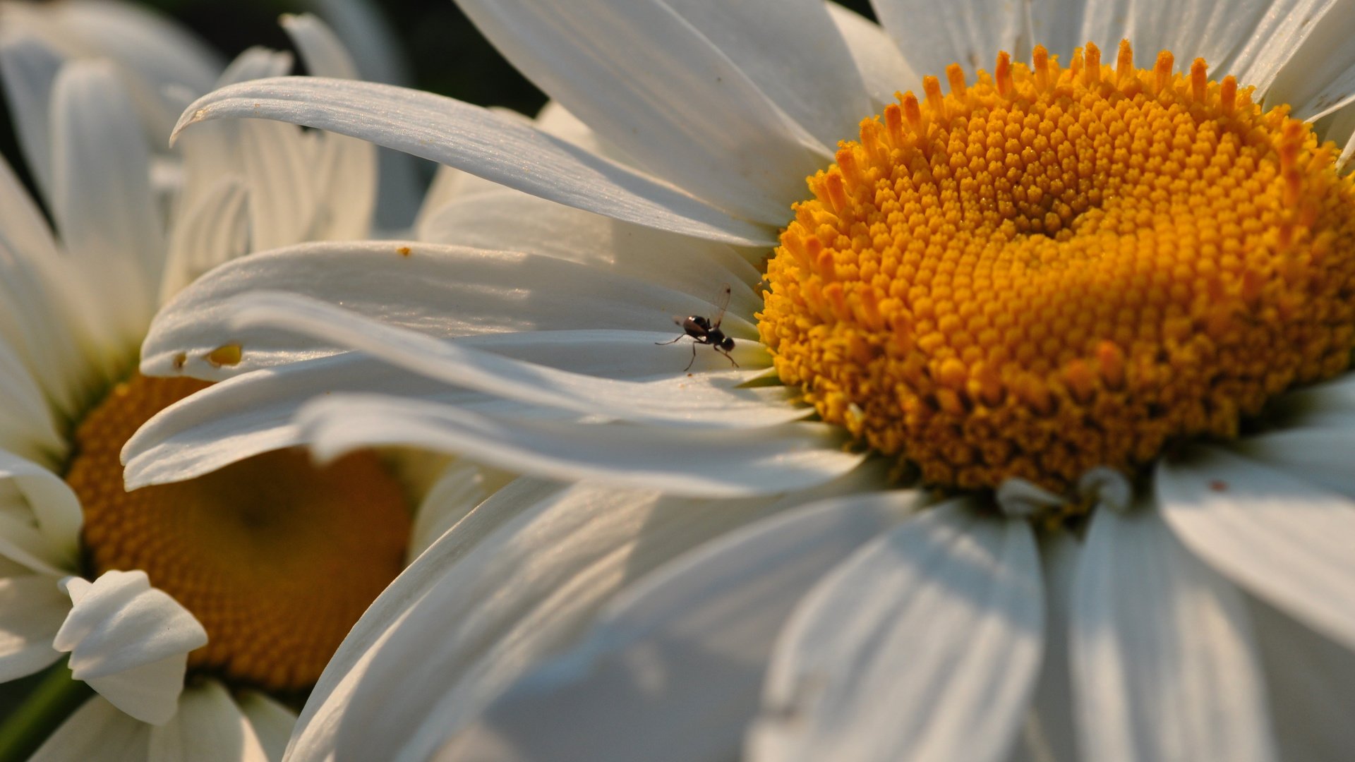 flower, Plant, Nature, Beautiful, Colorful, Flowers Wallpaper