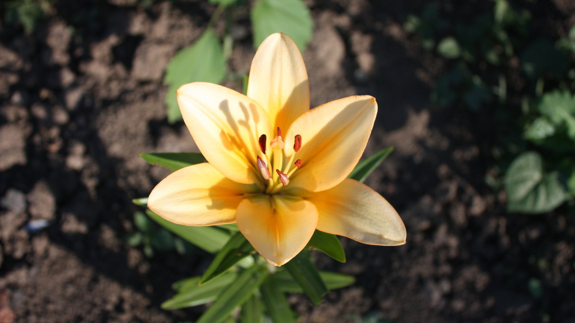 flower, Plant, Nature, Beautiful, Colorful, Flowers Wallpaper