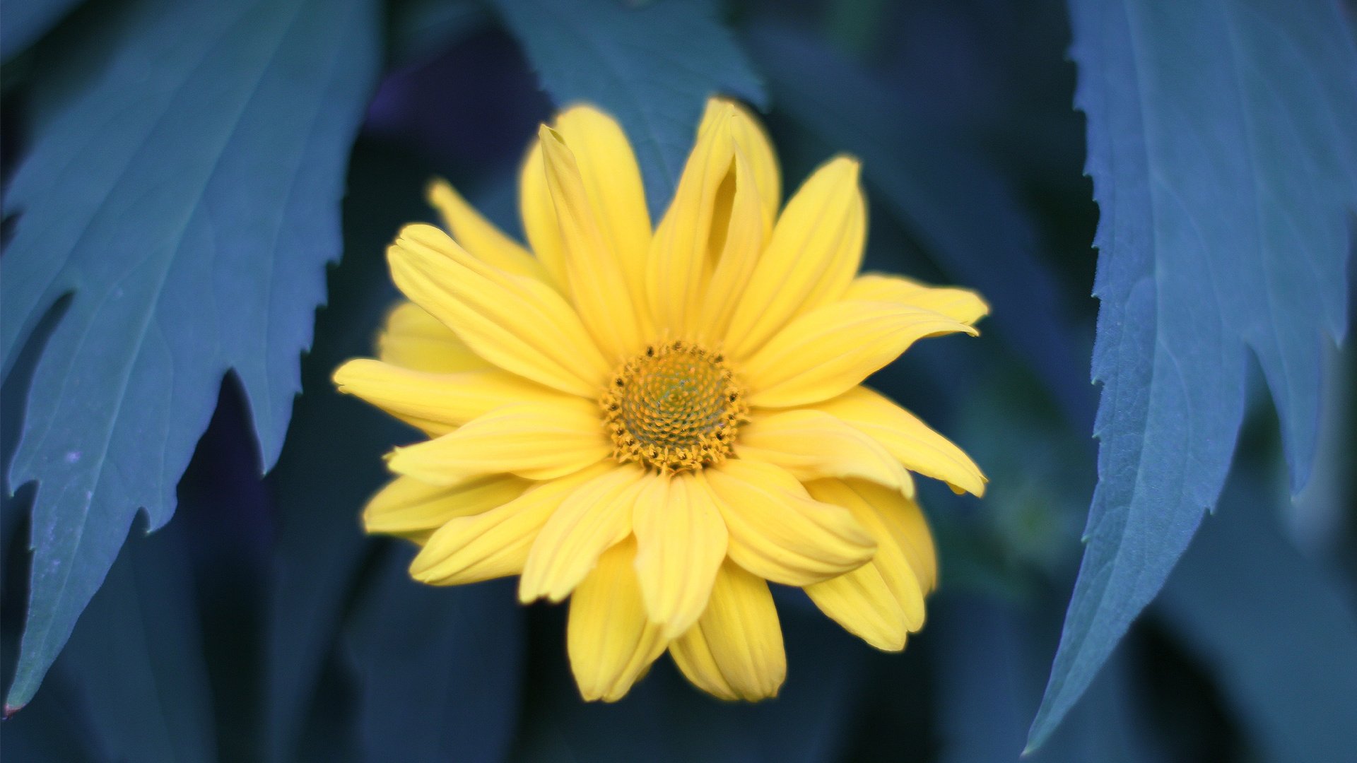 flower, Plant, Nature, Beautiful, Colorful, Flowers Wallpaper