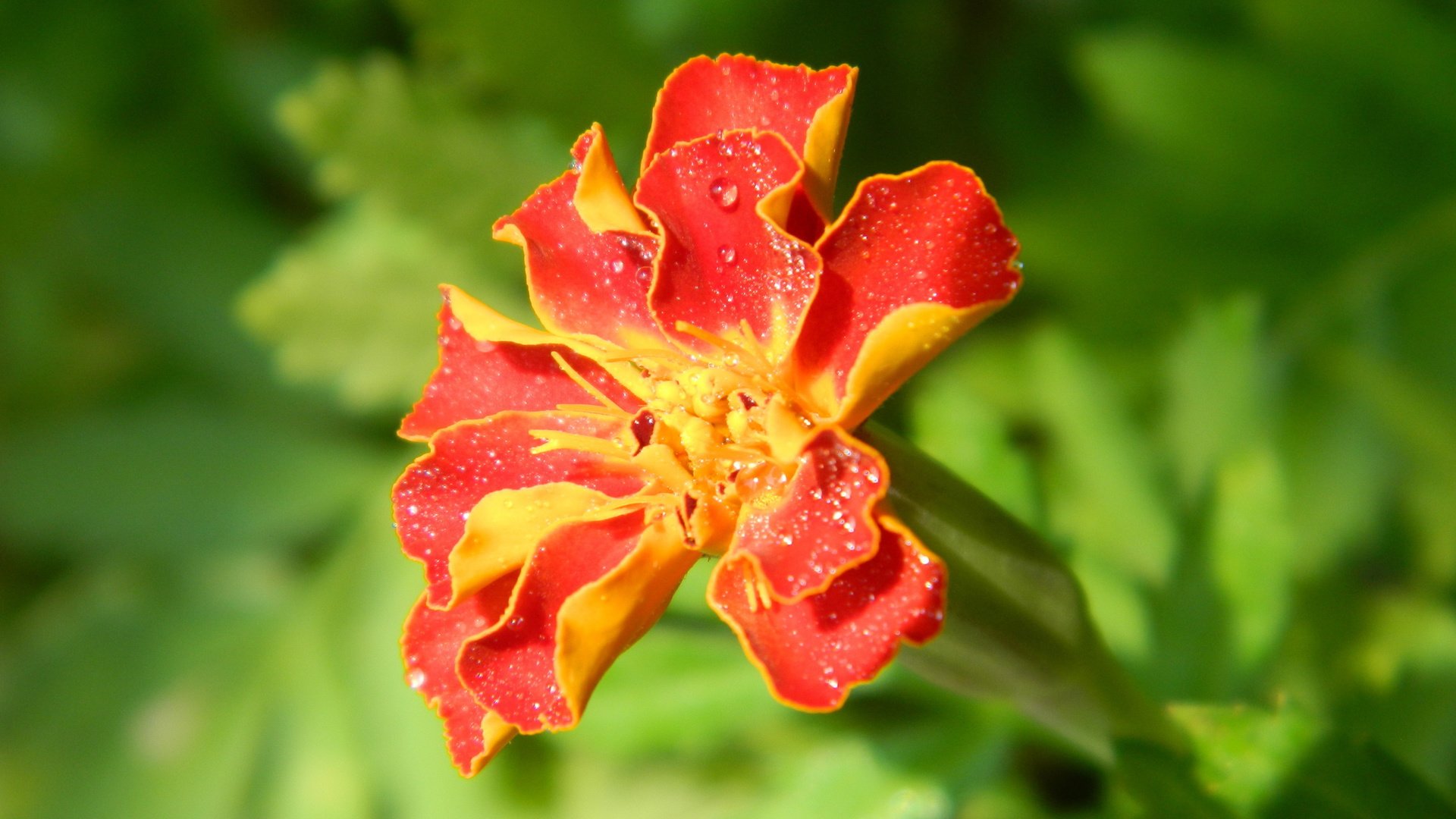 flower, Plant, Nature, Beautiful, Colorful, Flowers Wallpaper