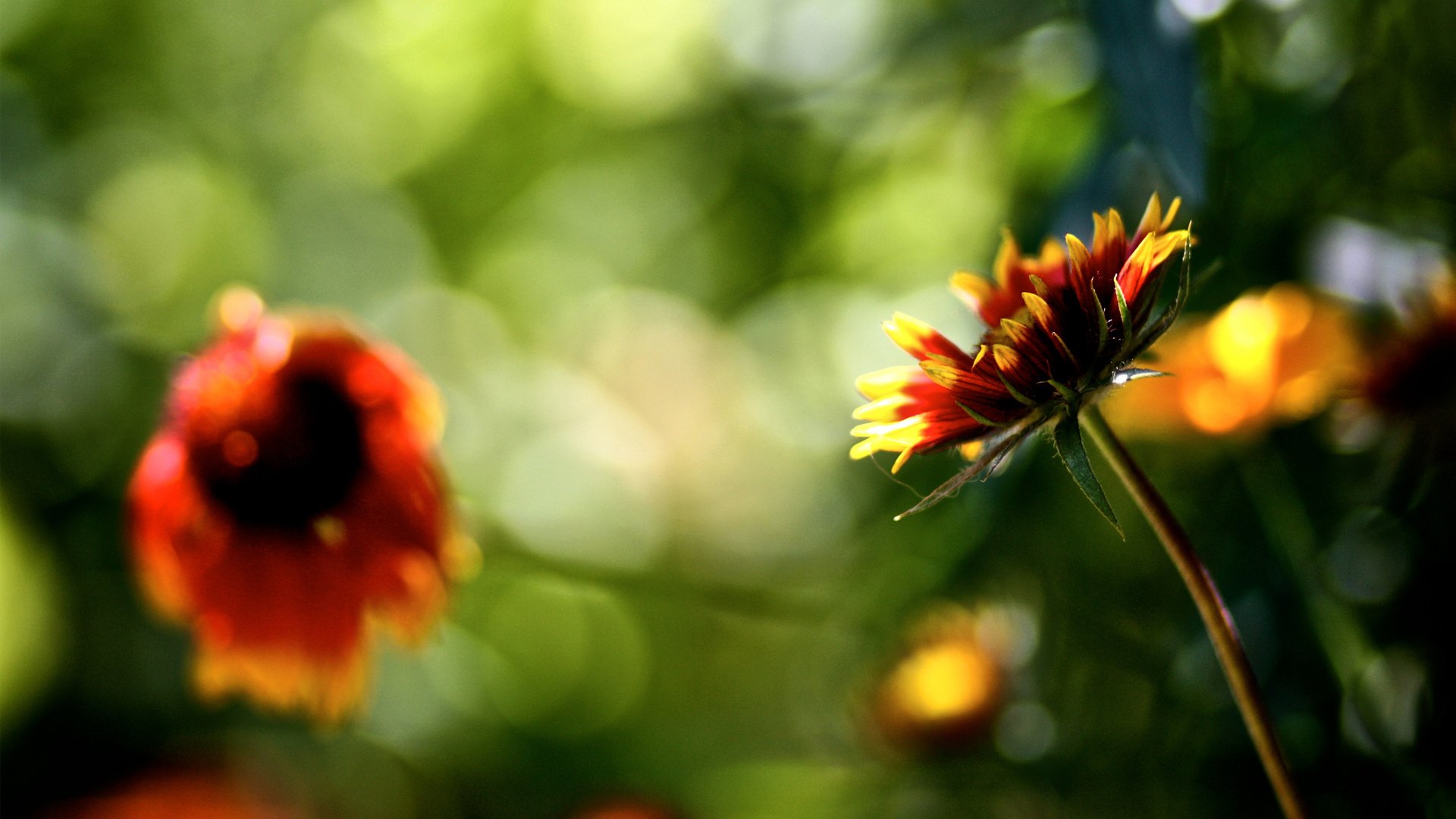 flower, Plant, Nature, Beautiful, Colorful, Flowers Wallpaper