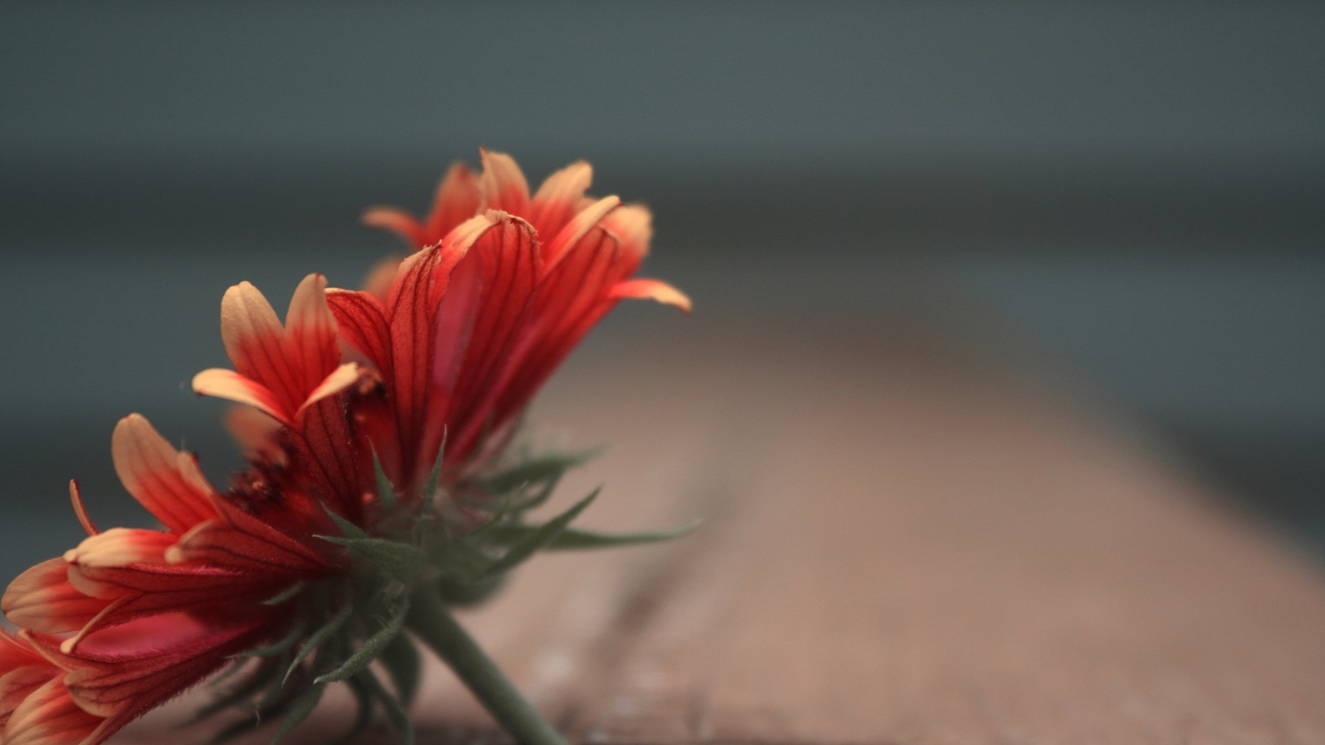 flower, Plant, Nature, Beautiful, Colorful, Flowers Wallpaper