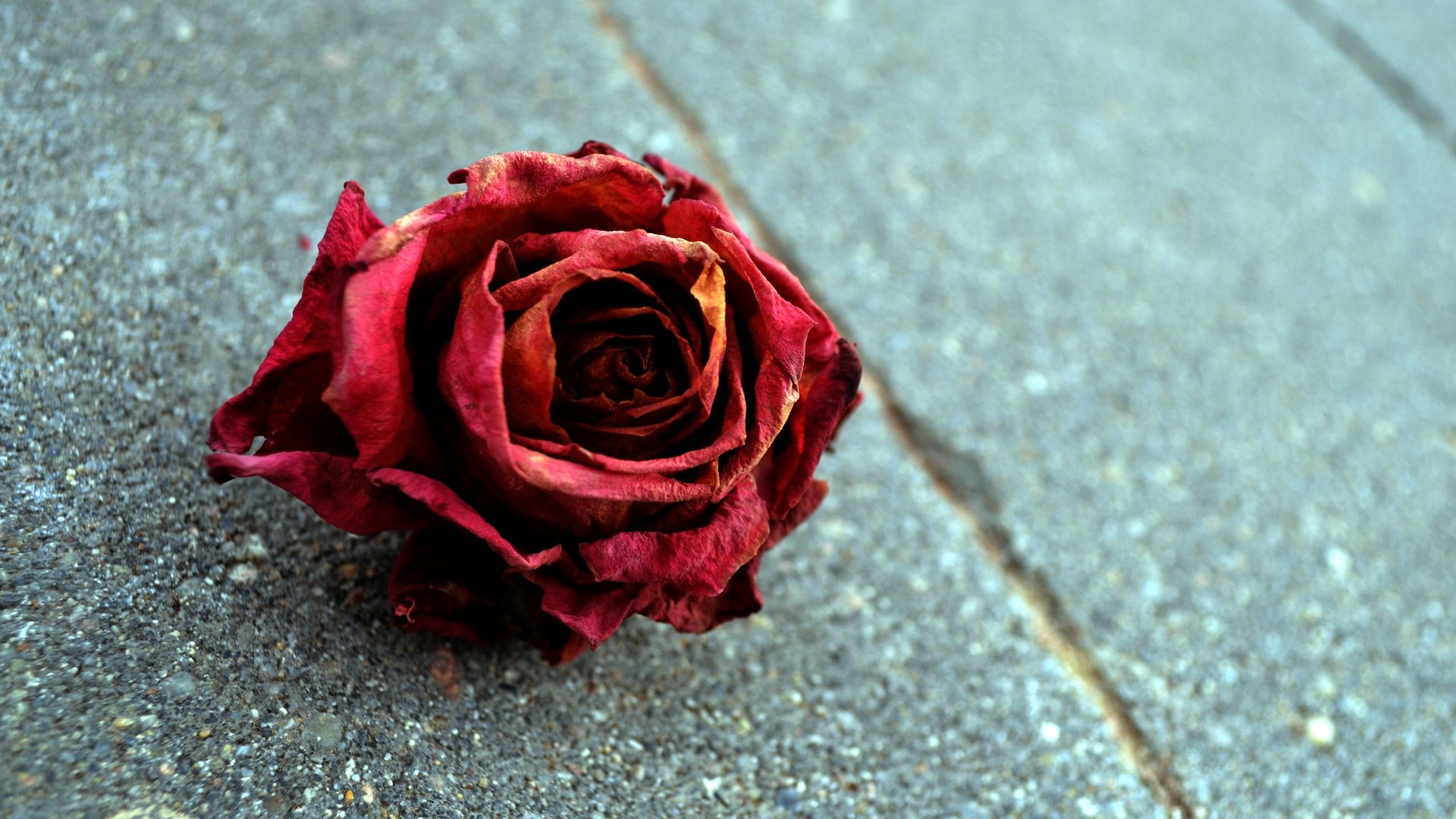 flower, Plant, Nature, Beautiful, Colorful, Flowers Wallpaper