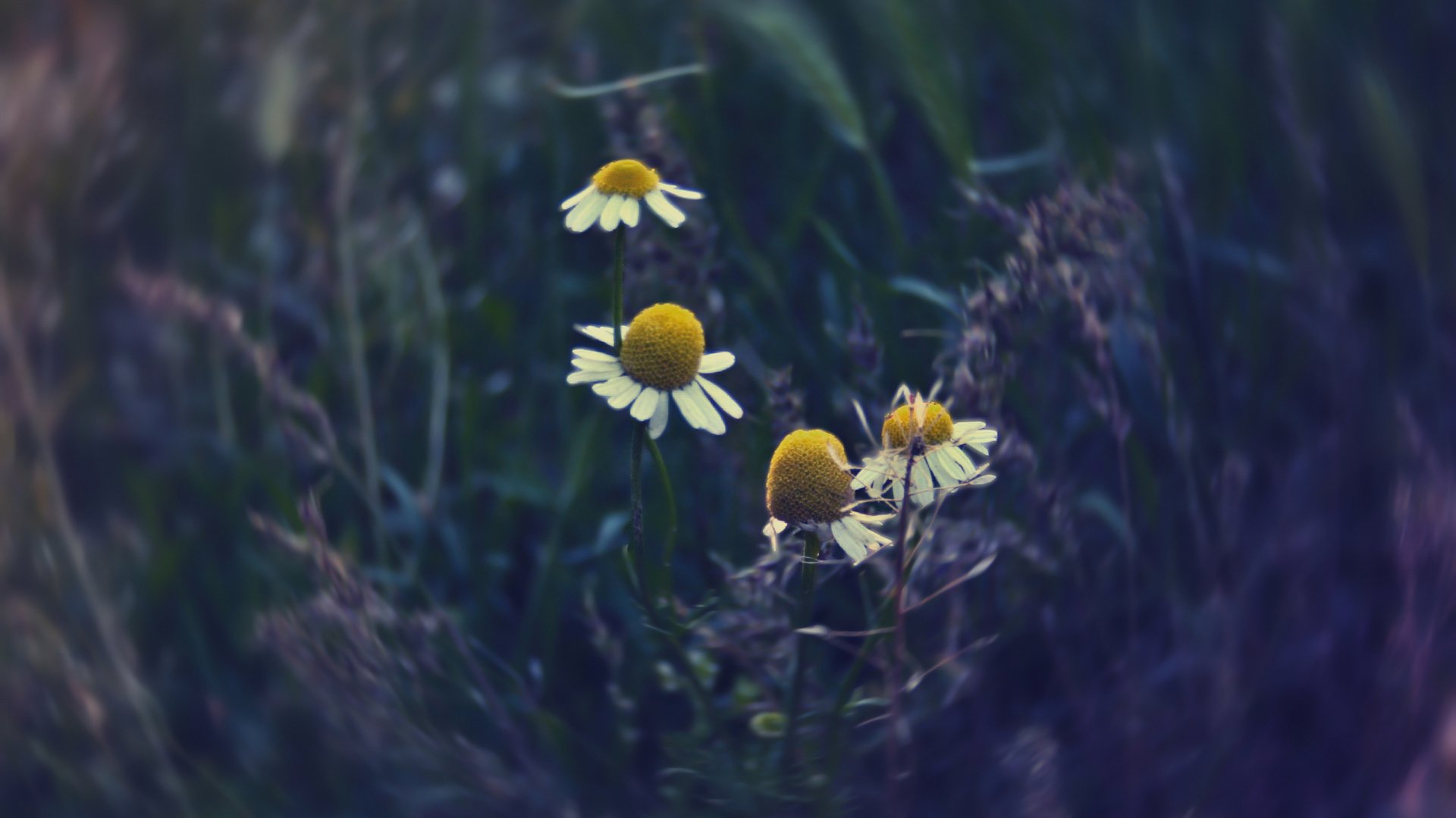 flower, Plant, Nature, Beautiful, Colorful, Flowers Wallpaper