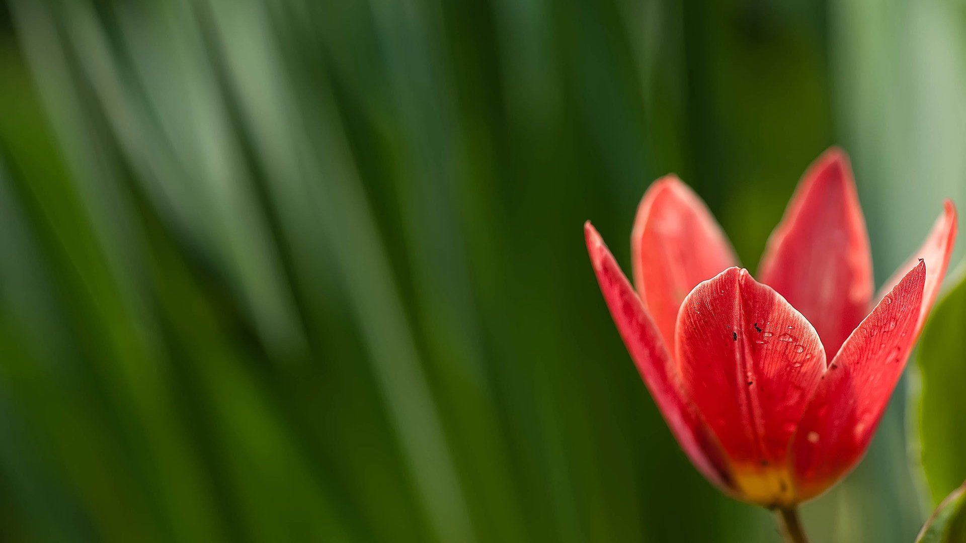 flower, Plant, Nature, Beautiful, Colorful, Flowers Wallpaper