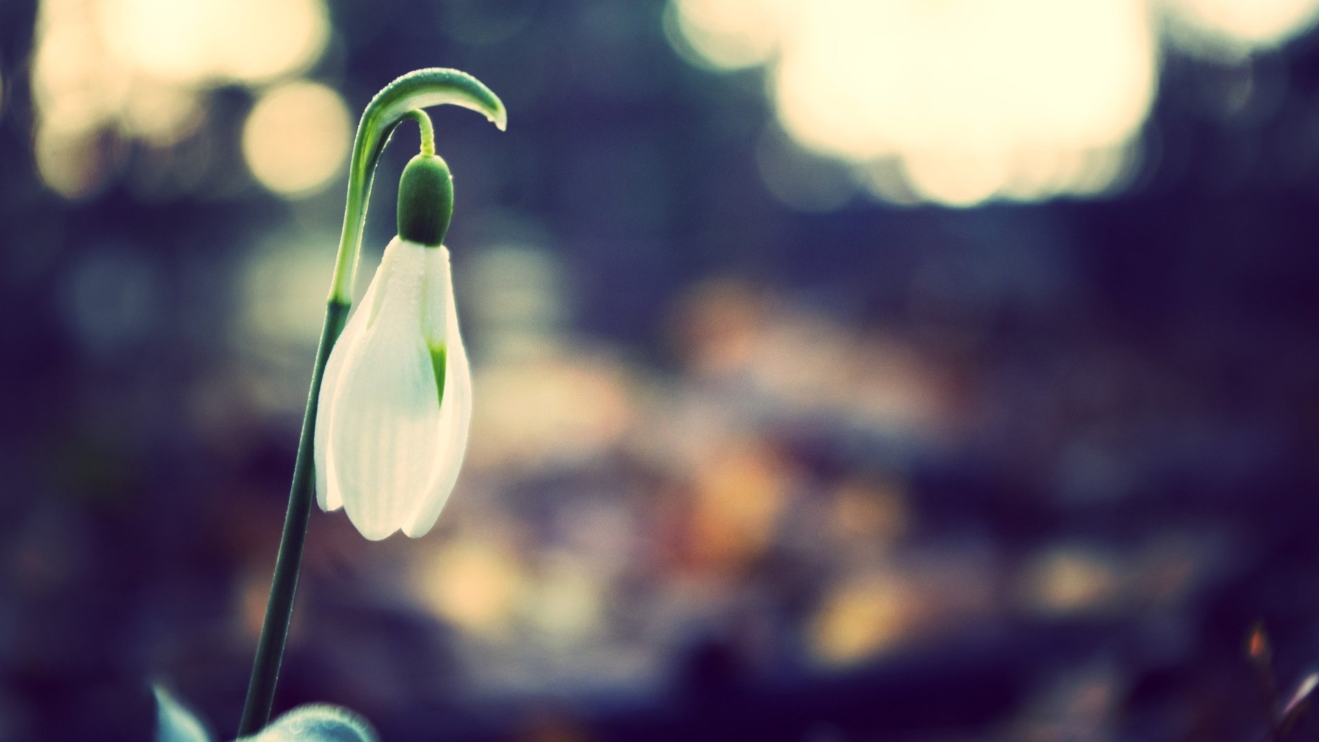 flower, Plant, Nature, Beautiful, Colorful, Flowers Wallpaper