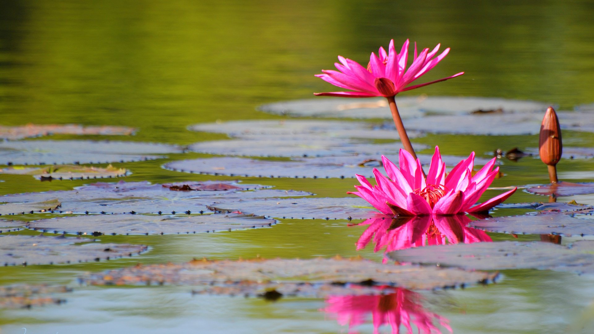 flower, Plant, Nature, Beautiful, Colorful, Flowers Wallpaper