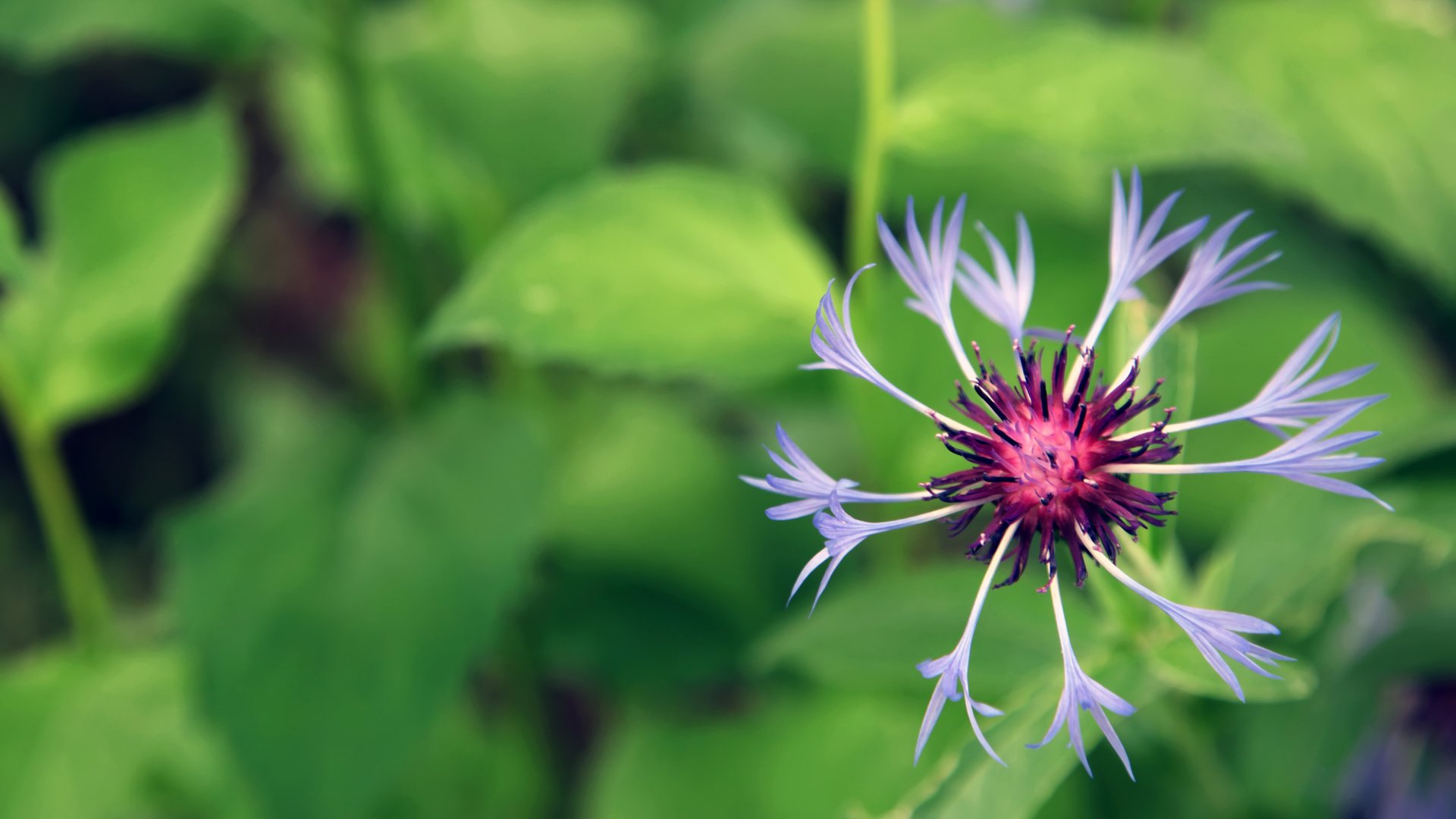 flower, Plant, Nature, Beautiful, Colorful, Flowers Wallpaper