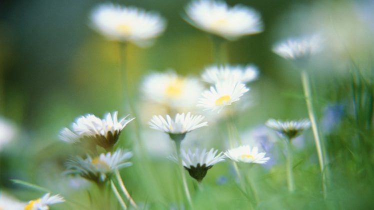 flower, Plant, Nature, Beautiful, Colorful, Flowers HD Wallpaper Desktop Background