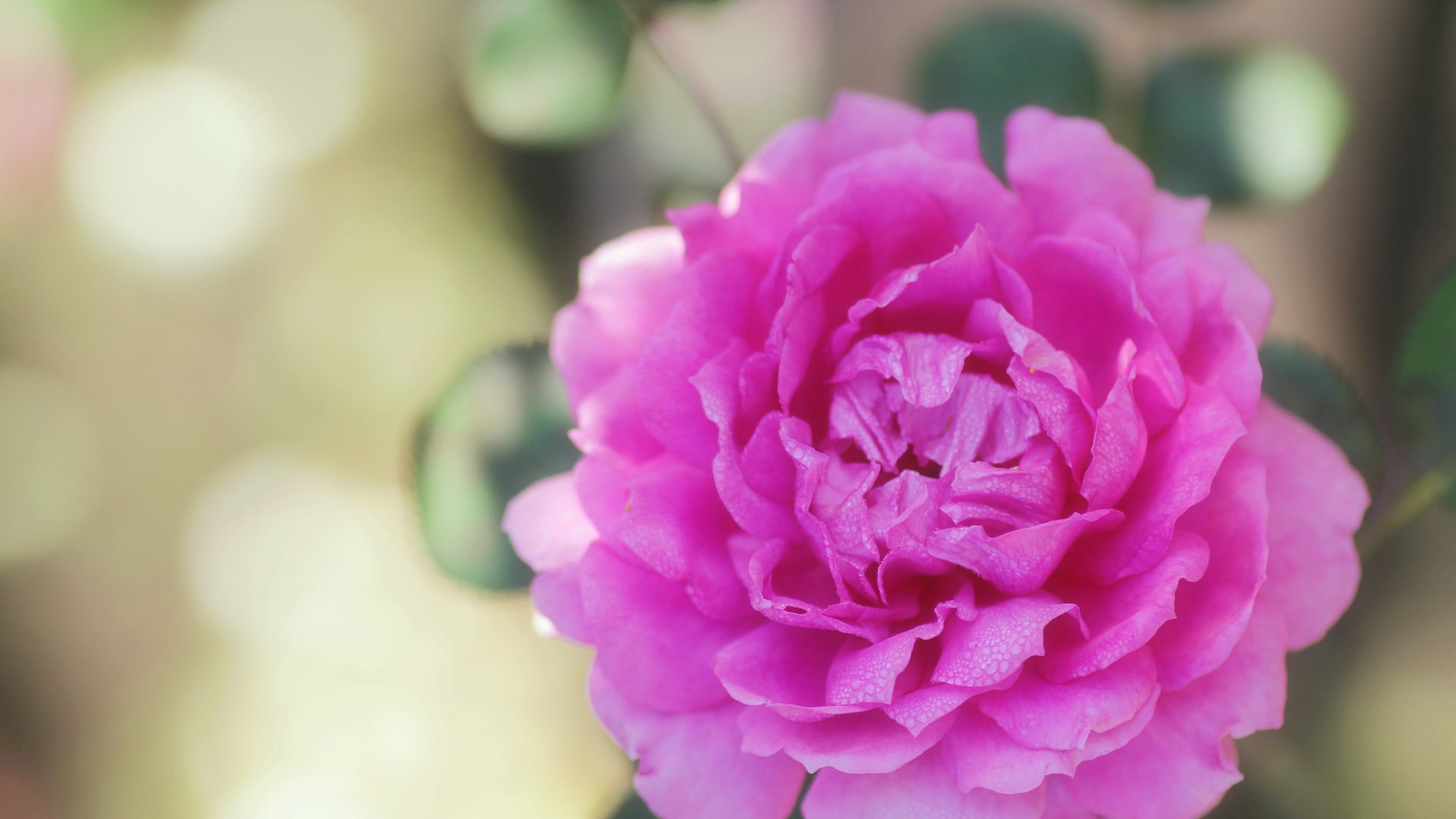 flower, Plant, Nature, Beautiful, Colorful, Flowers Wallpaper