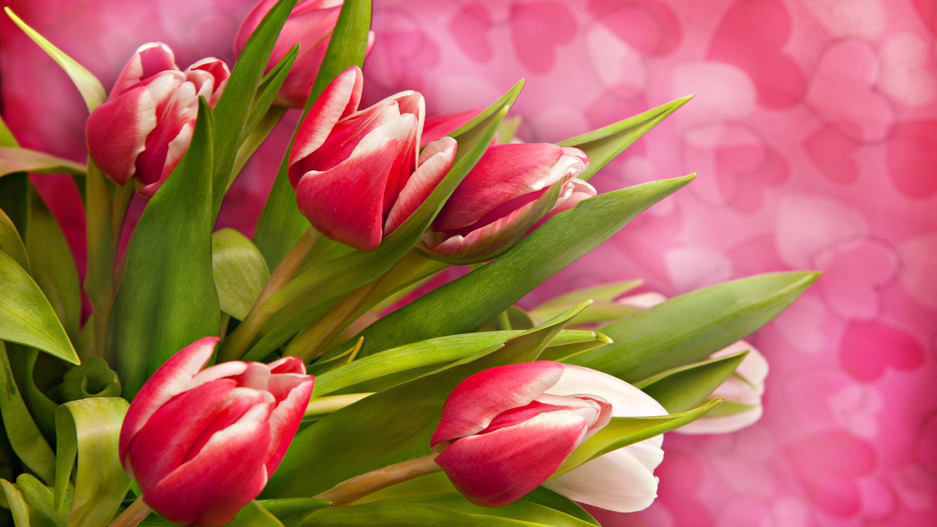 flower, Plant, Nature, Beautiful, Colorful, Flowers Wallpaper