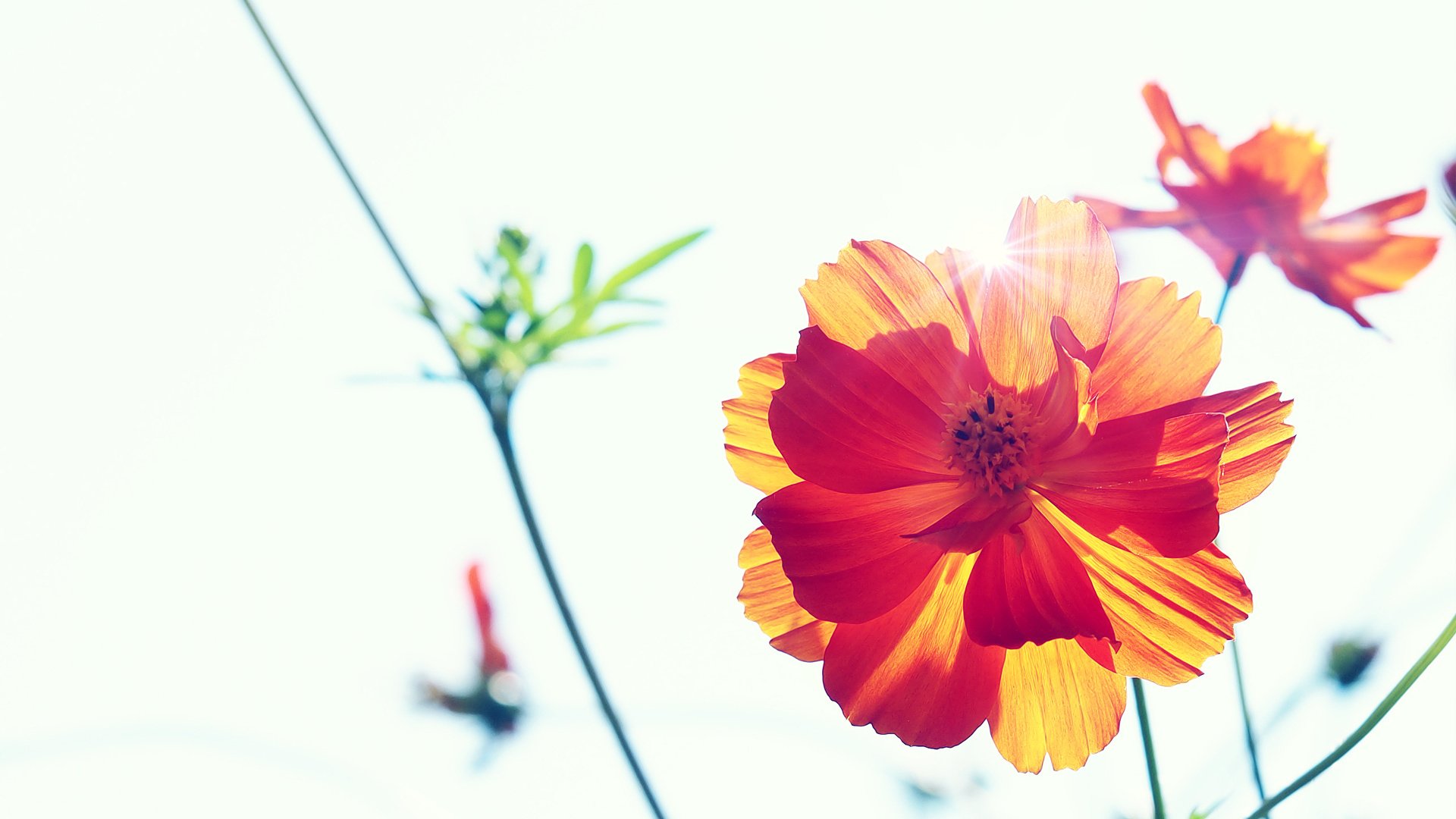 flower, Plant, Nature, Beautiful, Colorful, Flowers Wallpaper