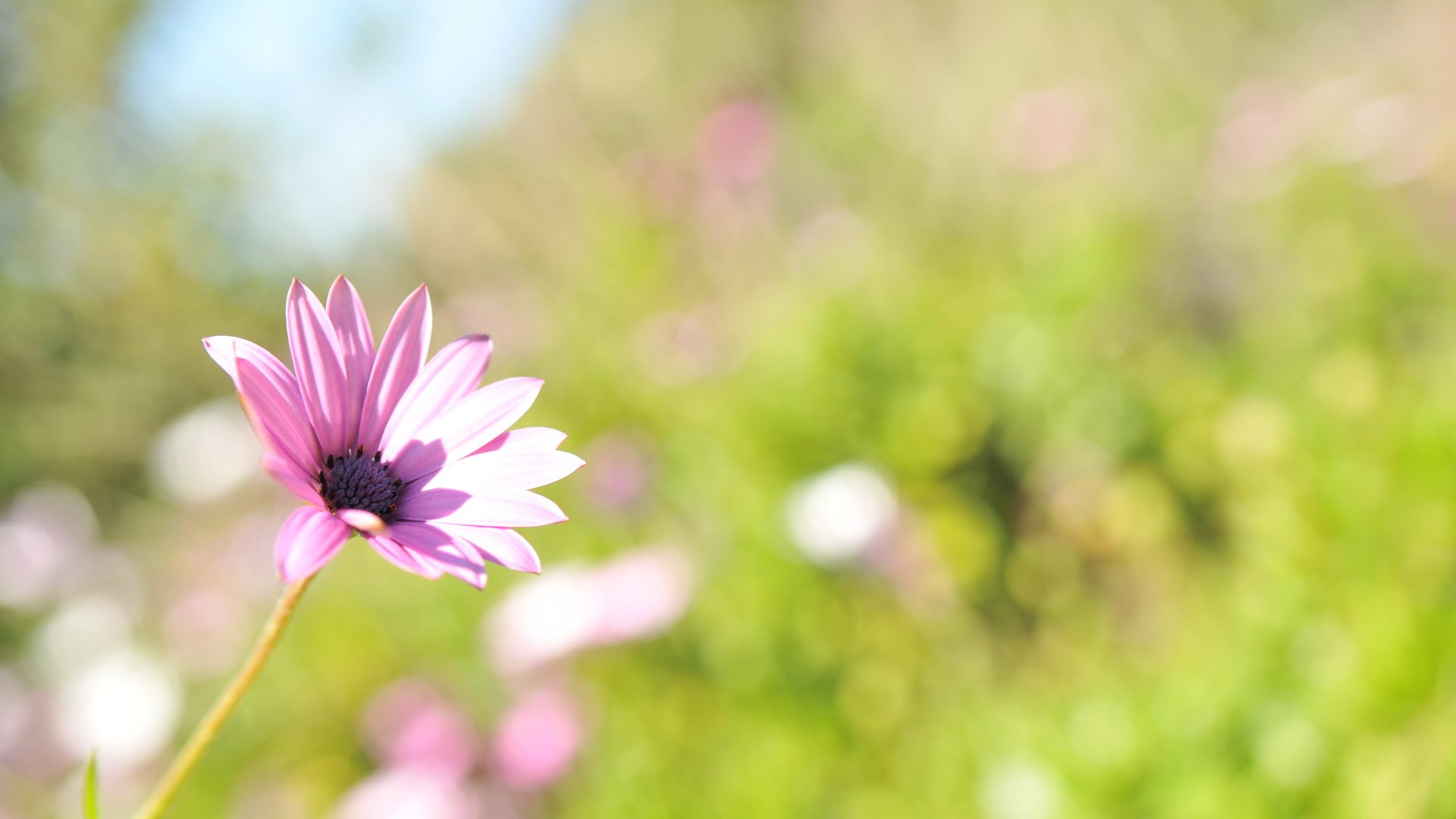 flower, Plant, Nature, Beautiful, Colorful, Flowers Wallpaper