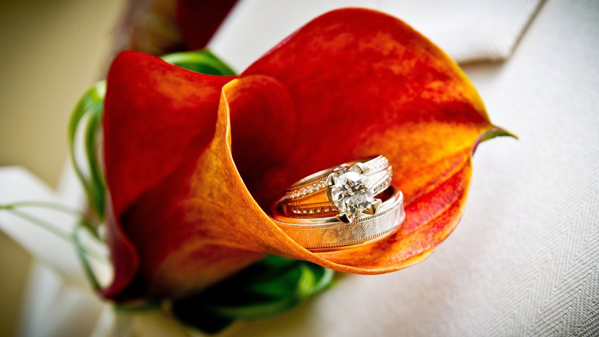 flower, Plant, Nature, Beautiful, Colorful, Flowers Wallpaper