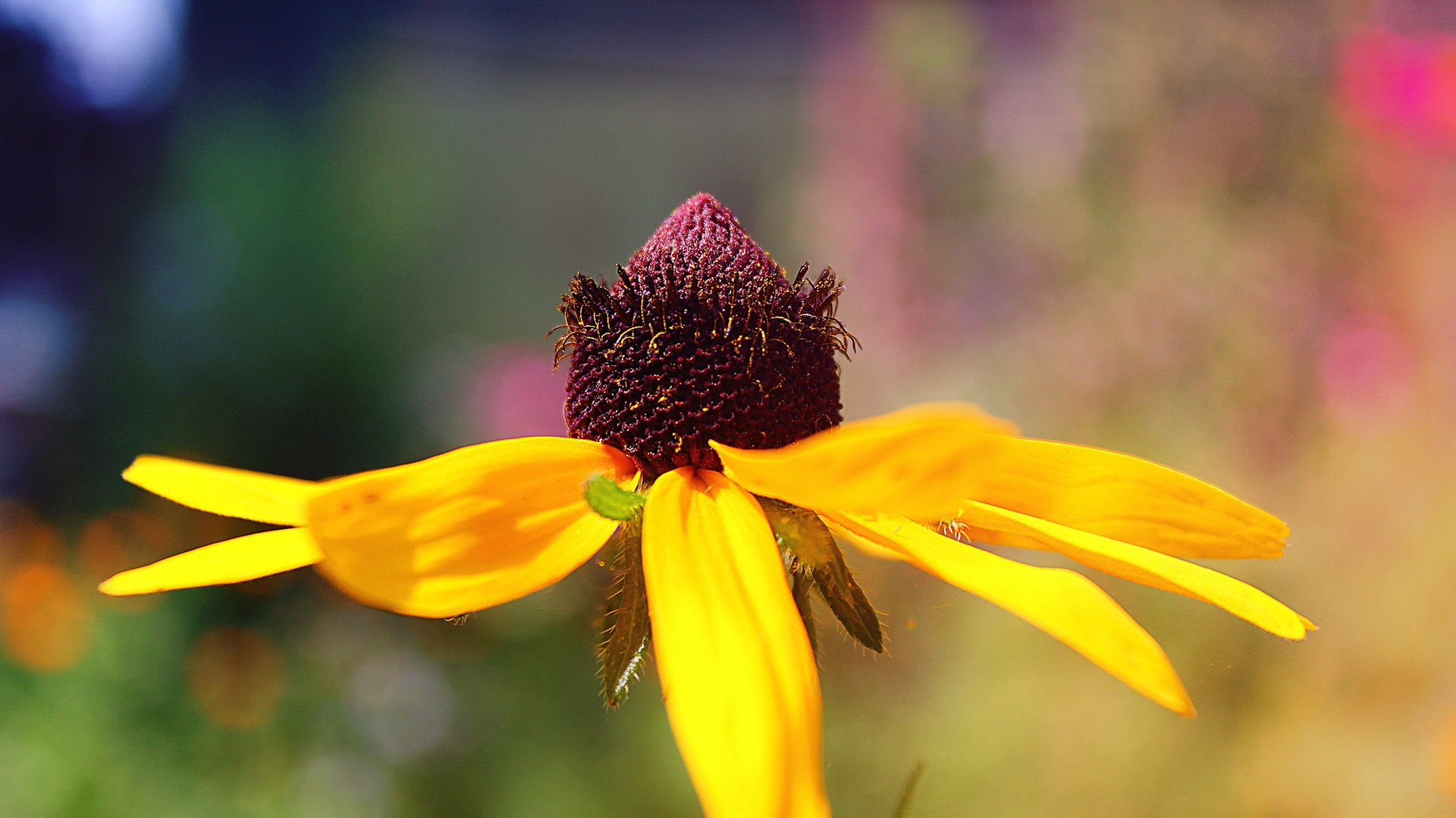 flower, Plant, Nature, Beautiful, Colorful, Flowers Wallpaper
