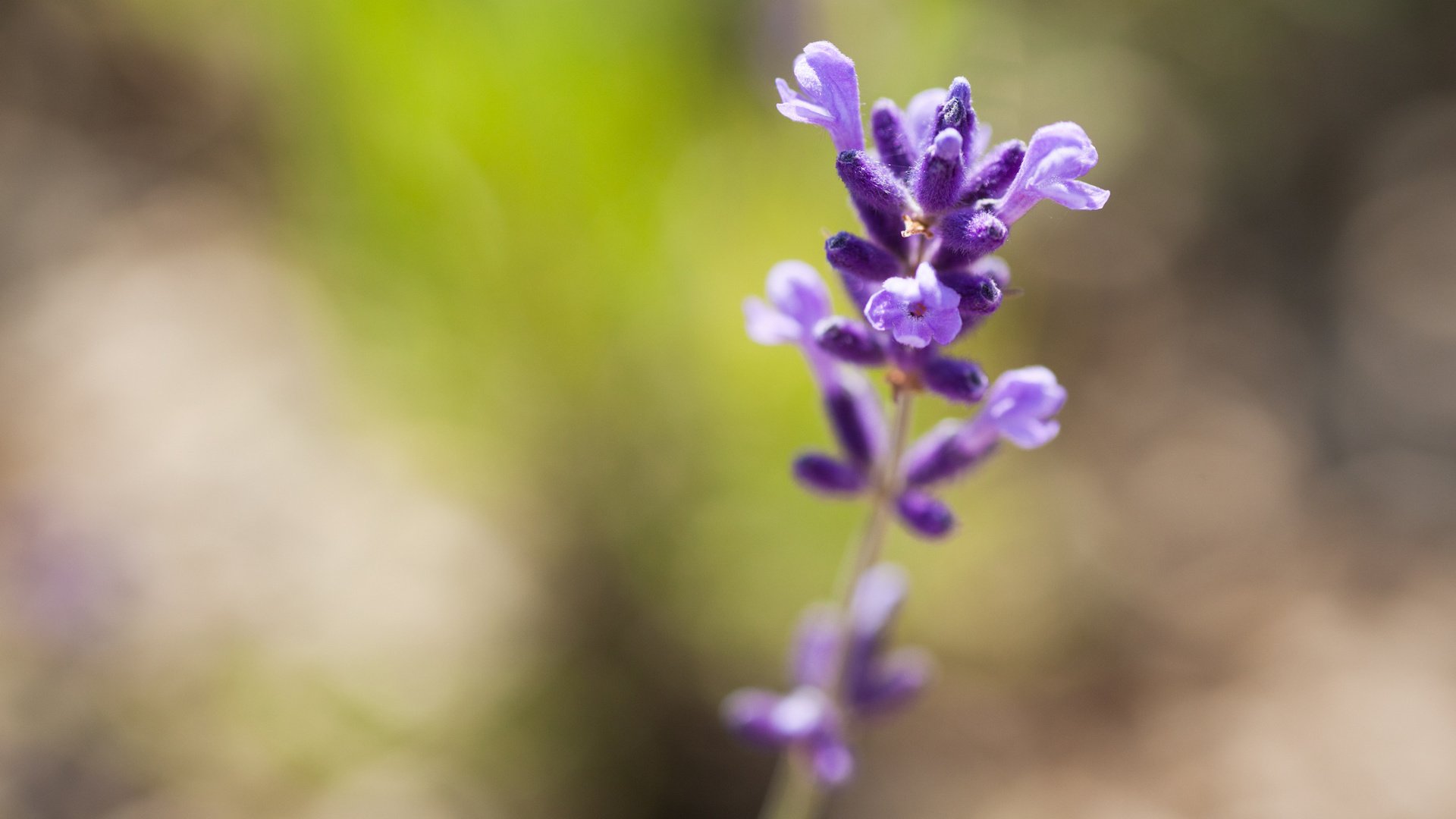 flower, Plant, Nature, Beautiful, Colorful, Flowers Wallpaper