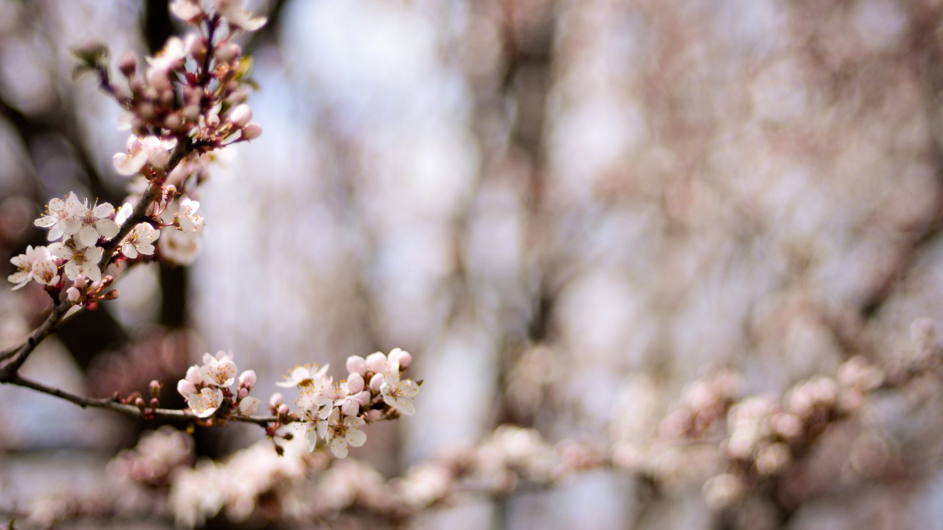 flower, Plant, Nature, Beautiful, Colorful, Flowers Wallpaper