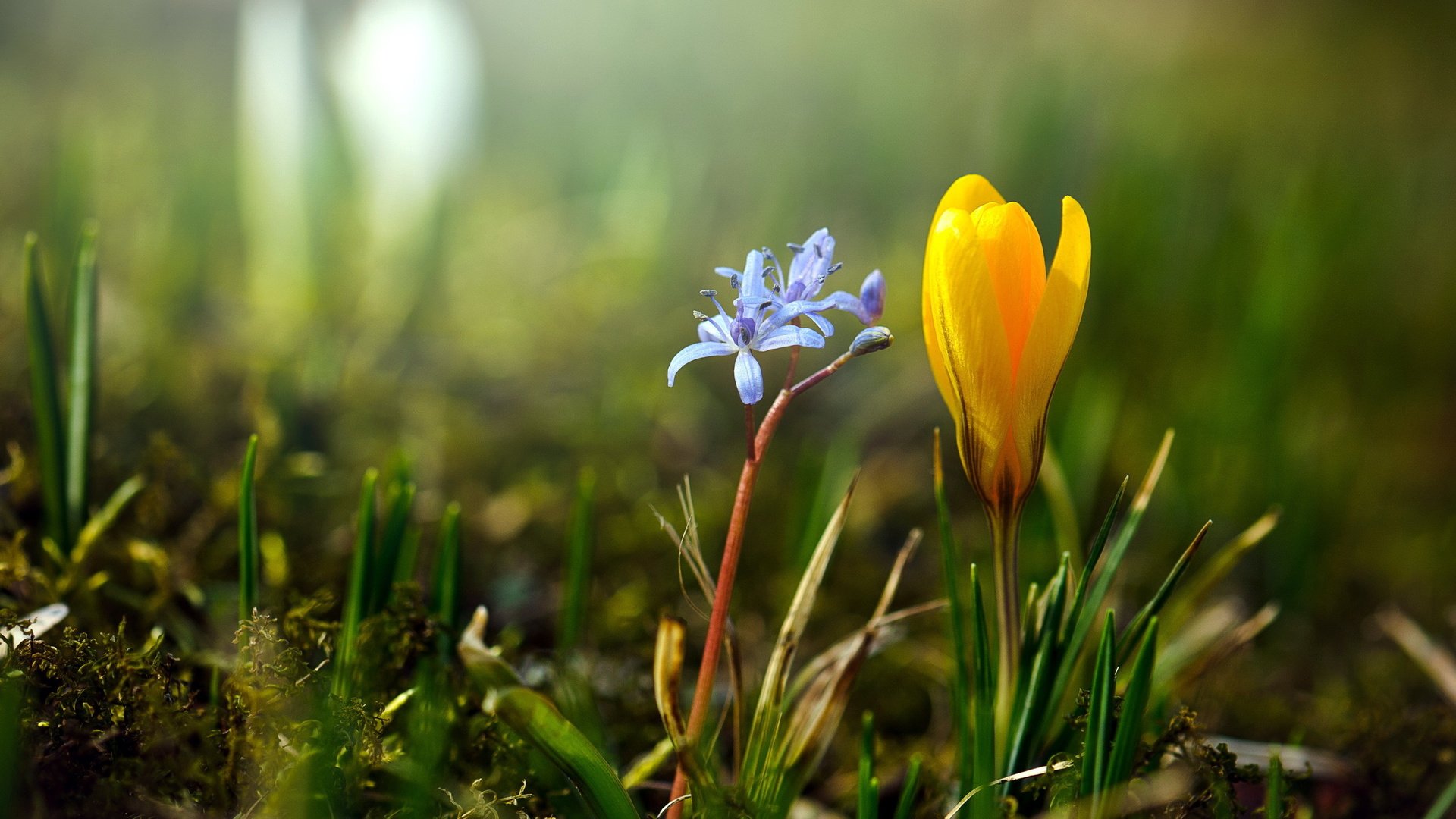 flower, Plant, Nature, Beautiful, Colorful, Flowers Wallpaper