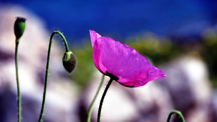 flower, Plant, Nature, Beautiful, Colorful, Flowers HD Wallpaper Desktop Background