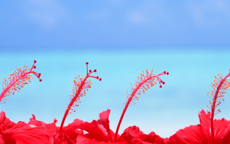 maldives, Hibiscus, Flowers HD Wallpaper Desktop Background