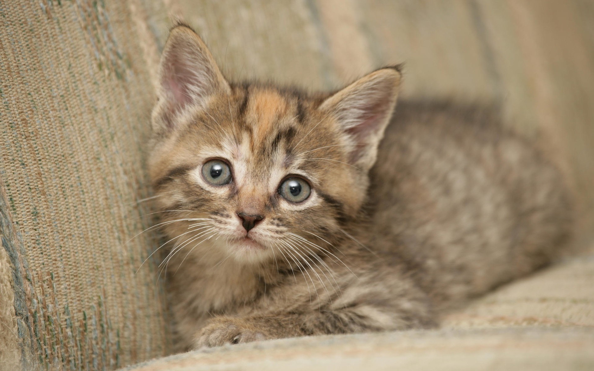cats, Animals Wallpaper