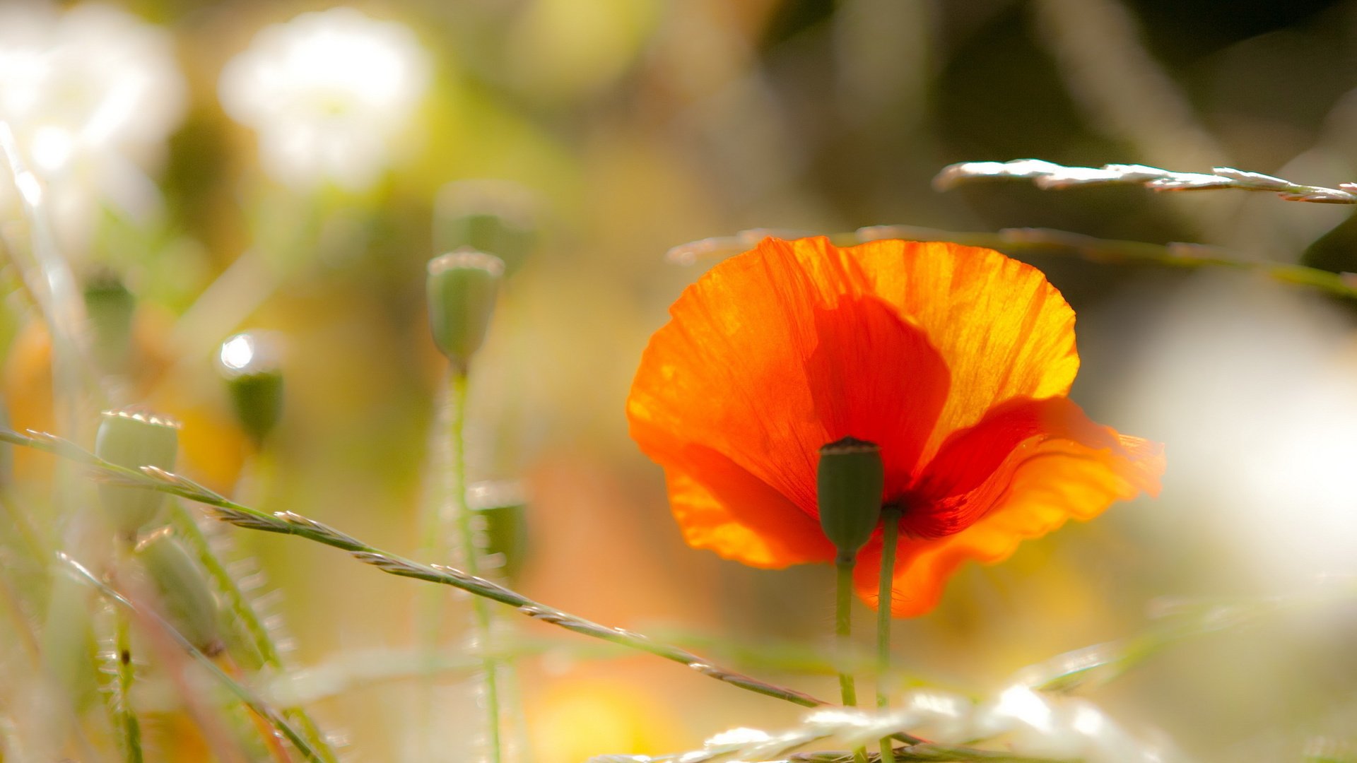 flower, Plant, Nature, Beautiful, Colorful, Flowers Wallpaper