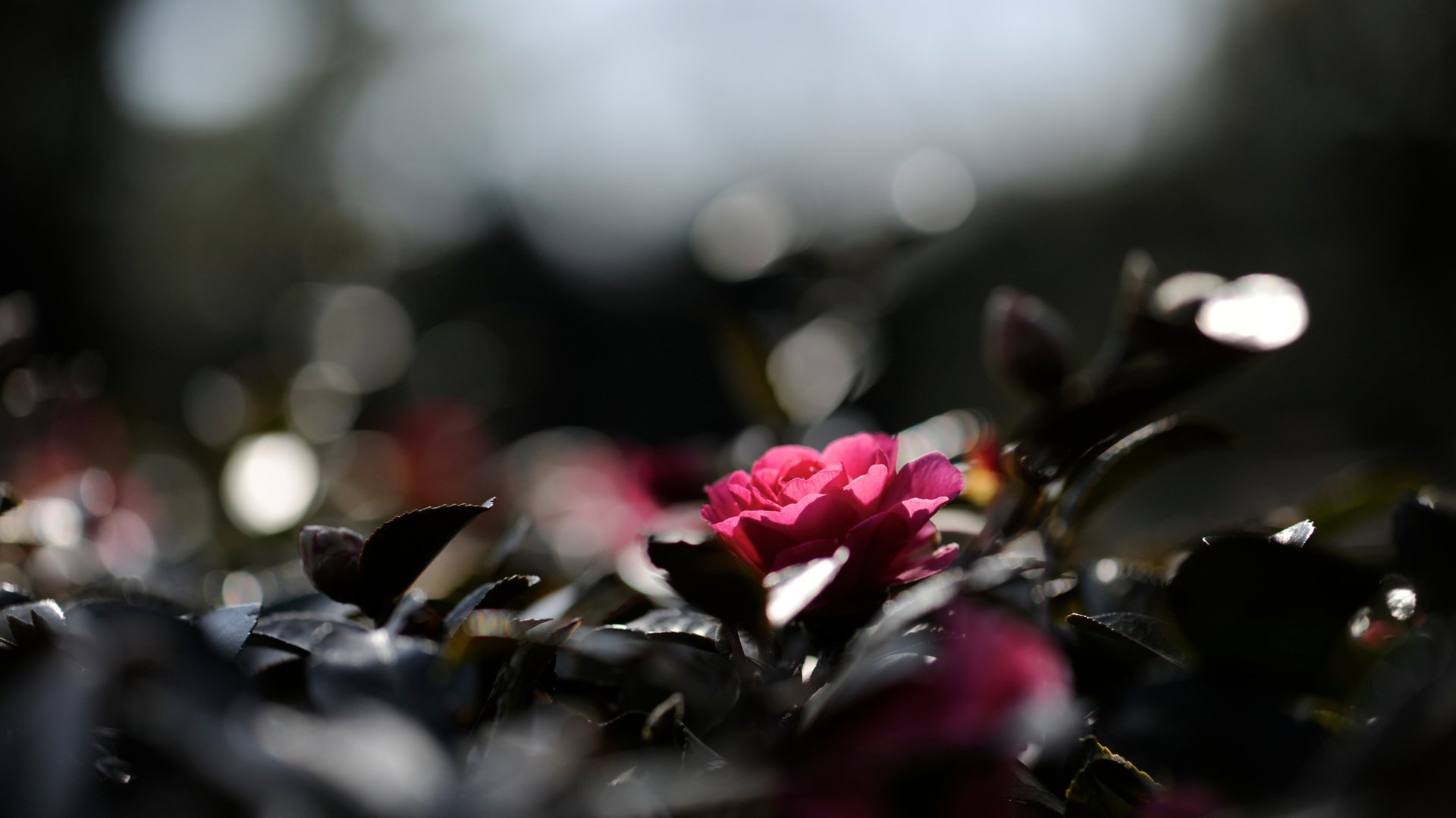 flower, Plant, Nature, Beautiful, Colorful, Flowers Wallpaper