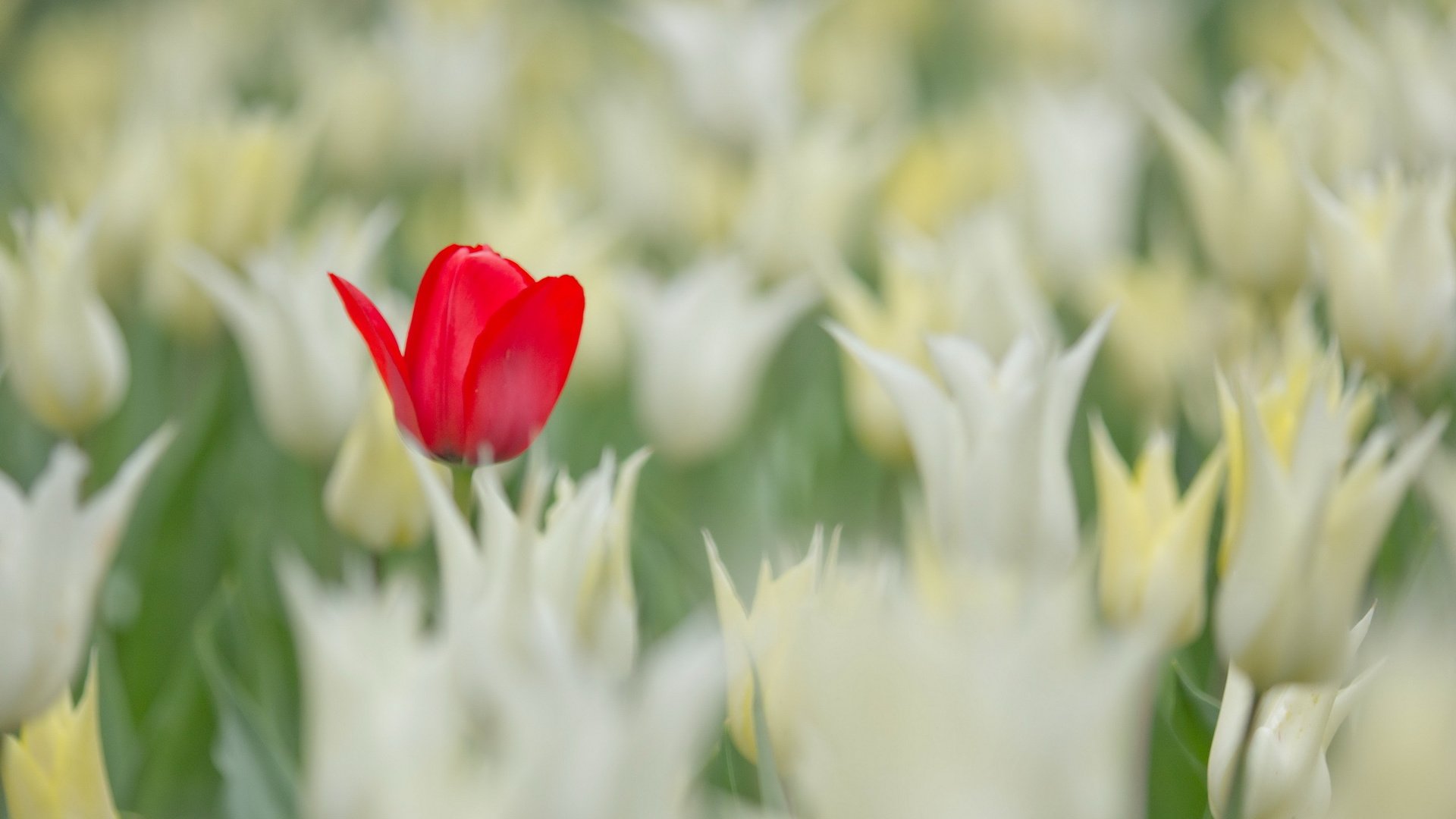 flower, Plant, Nature, Beautiful, Colorful, Flowers Wallpaper