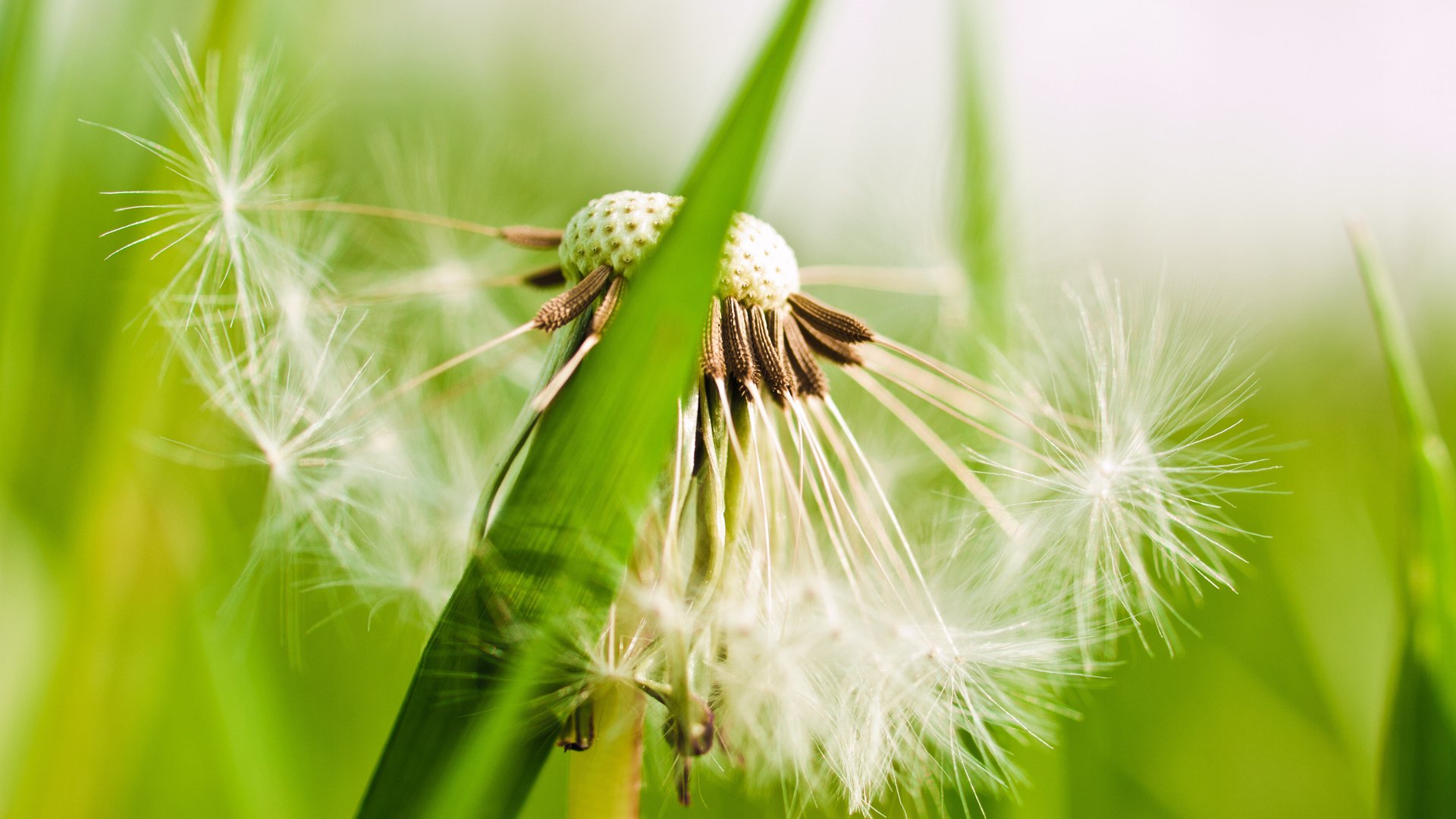 flower, Plant, Nature, Beautiful, Colorful, Flowers Wallpaper