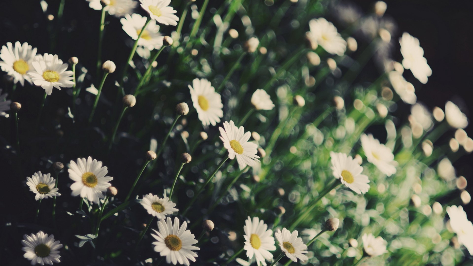 flower, Plant, Nature, Beautiful, Colorful, Flowers Wallpaper