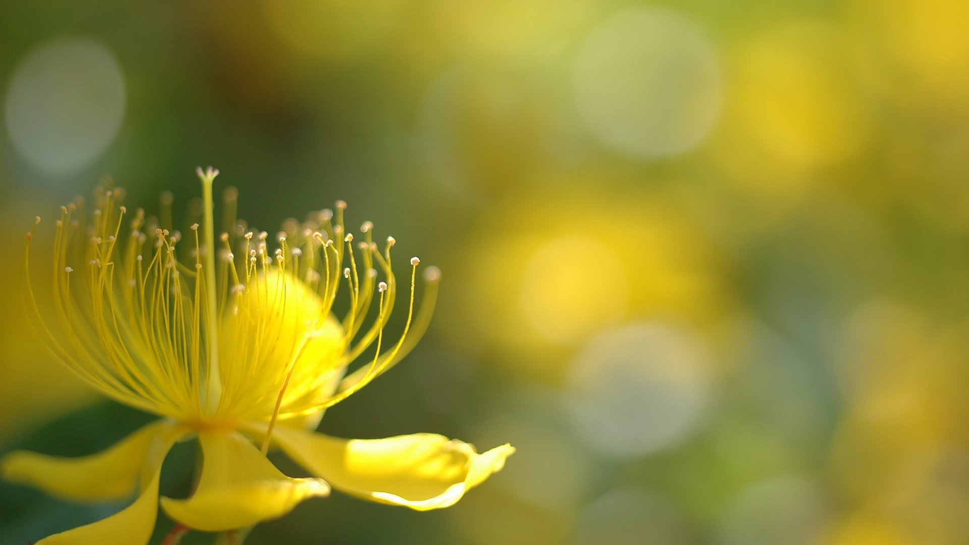 flower, Plant, Nature, Beautiful, Colorful, Flowers Wallpaper