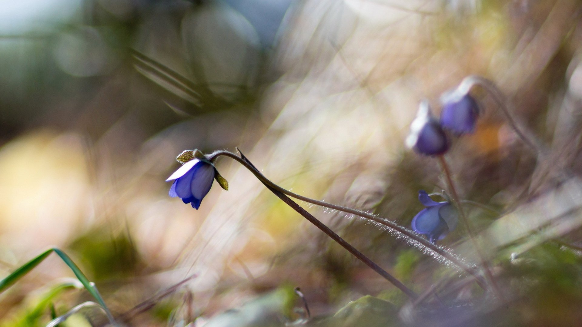 flower, Plant, Nature, Beautiful, Colorful, Flowers Wallpaper