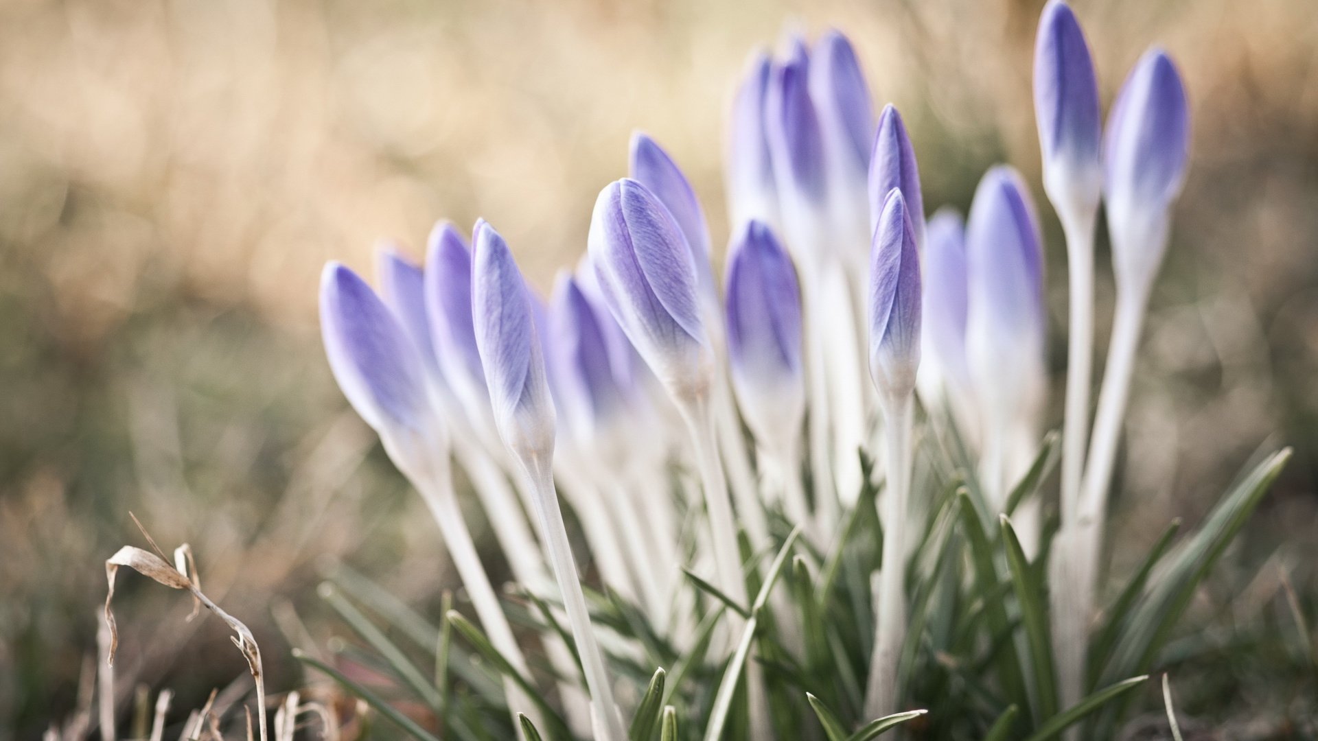 flower, Plant, Nature, Beautiful, Colorful, Flowers Wallpaper