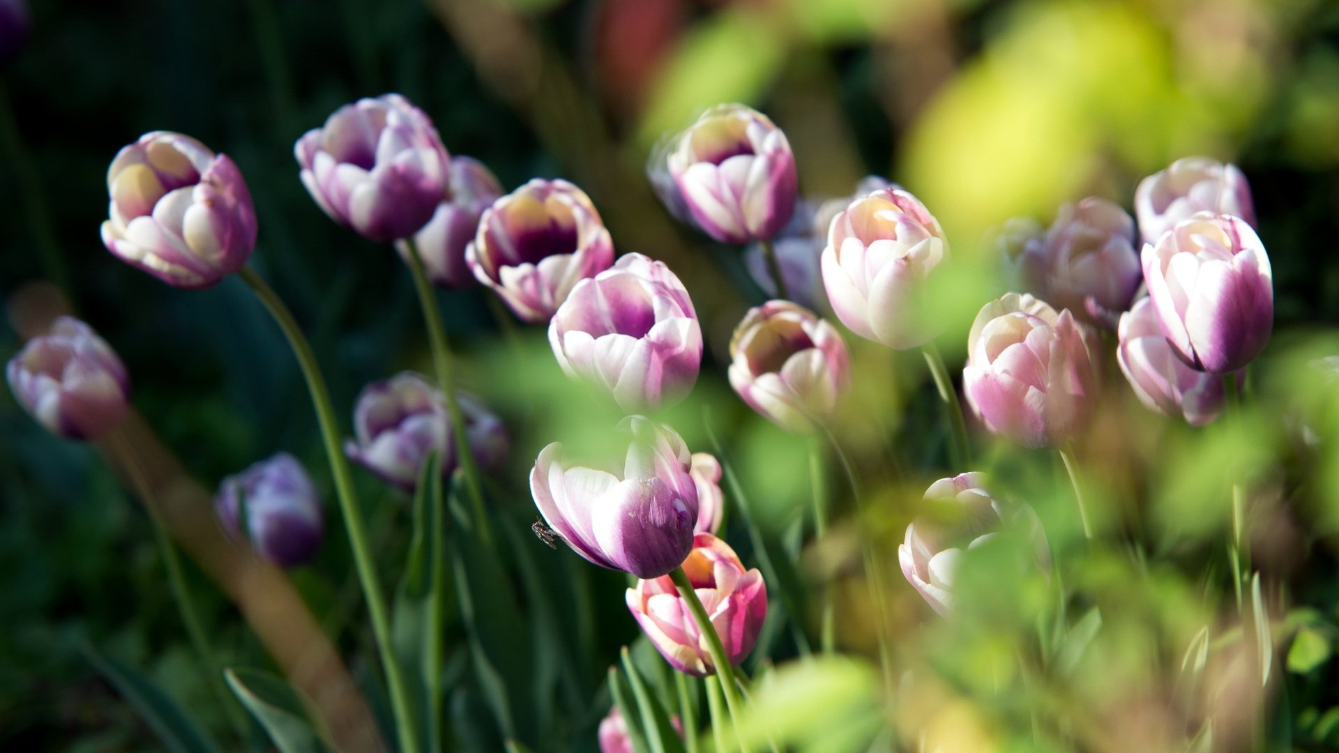 flower, Plant, Nature, Beautiful, Colorful, Flowers Wallpaper