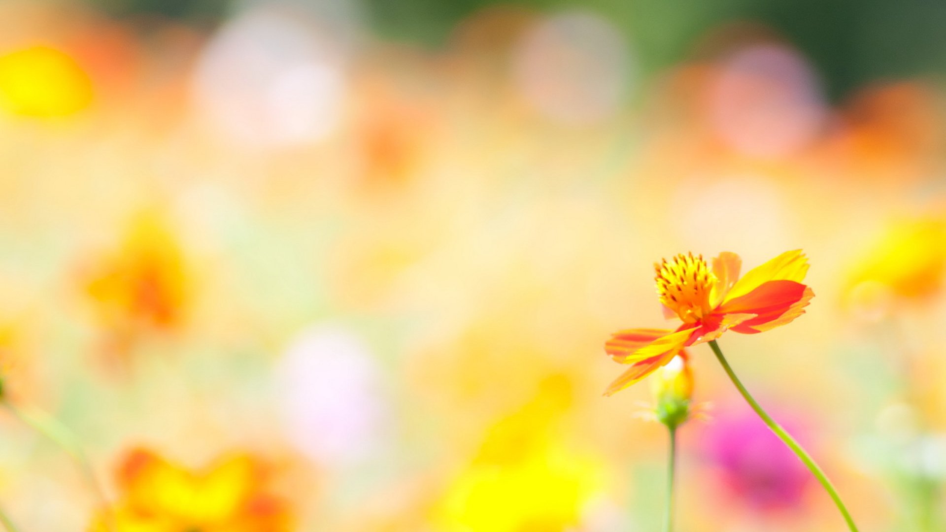 flower, Plant, Nature, Beautiful, Colorful, Flowers Wallpaper