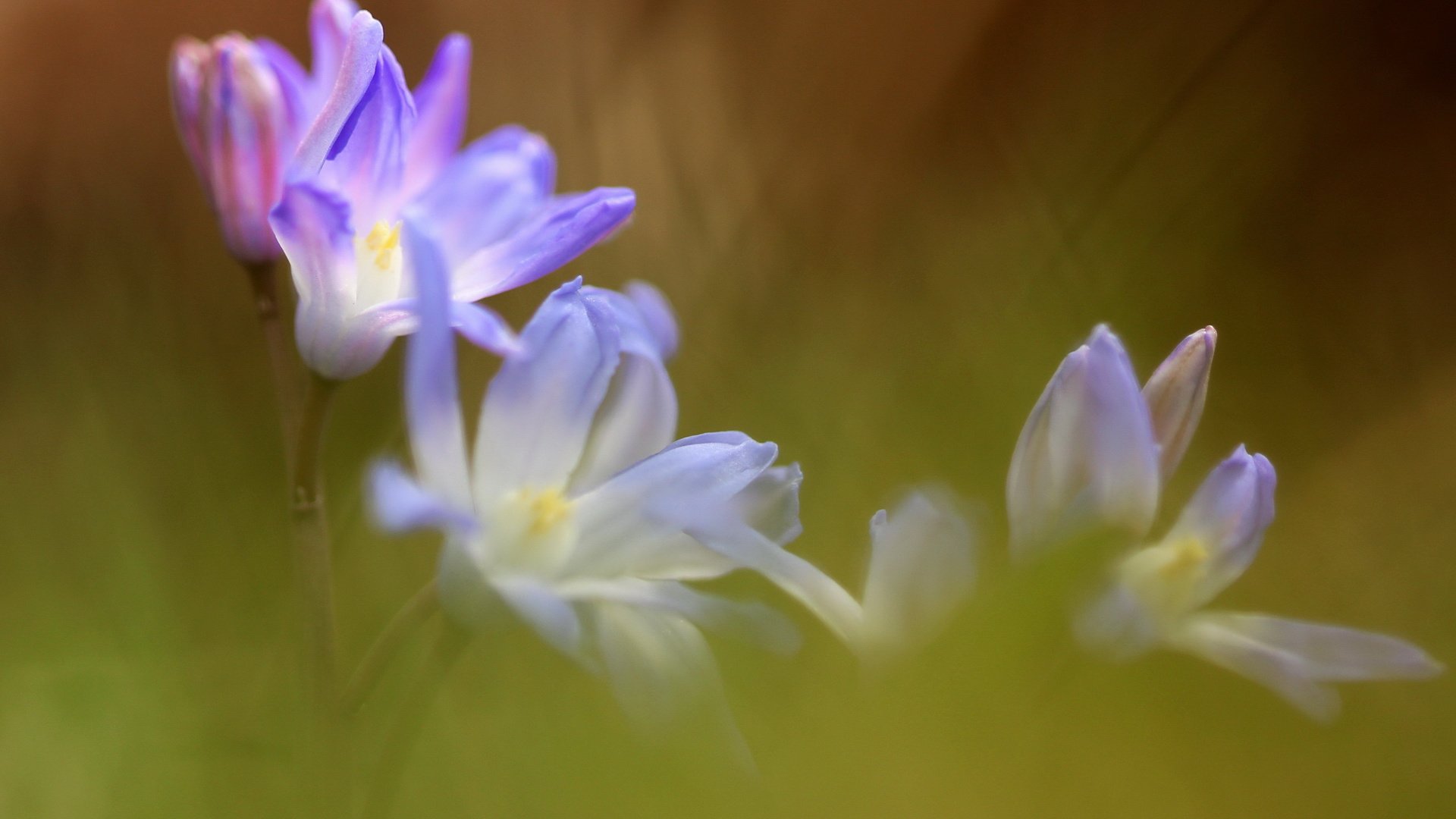 flower, Plant, Nature, Beautiful, Colorful, Flowers Wallpaper