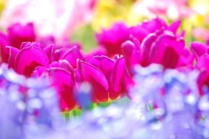 flower, Plant, Nature, Beautiful, Colorful, Flowers