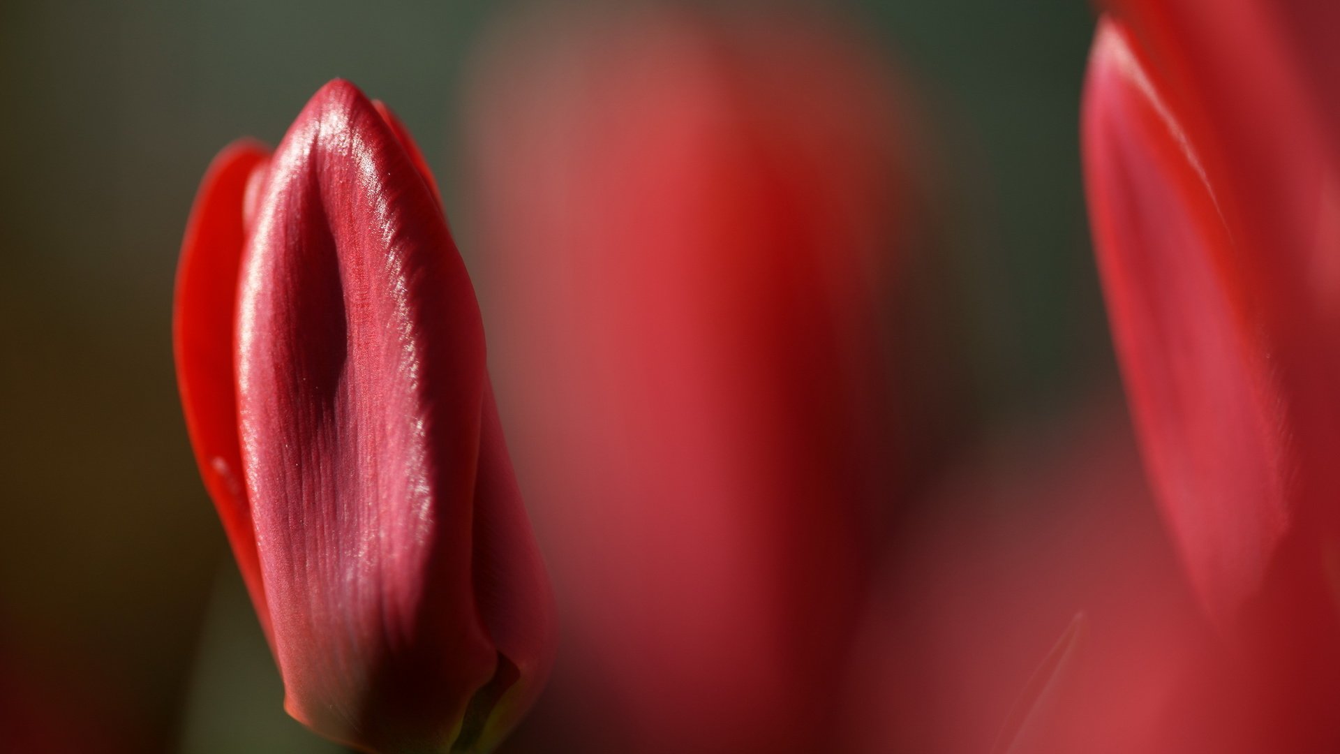 flower, Nature, Plant, Beautiful, Colorful, Flowers Wallpaper