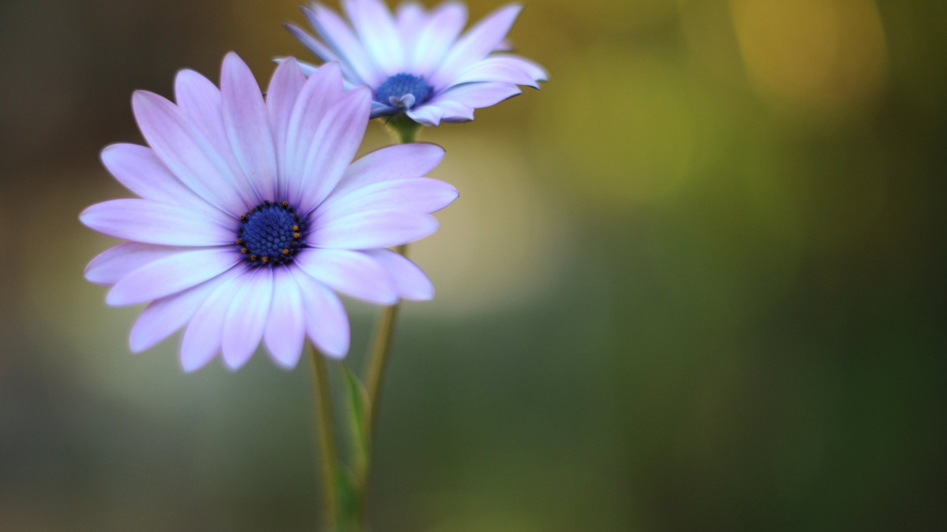 flower, Nature, Plant, Beautiful, Colorful, Flowers Wallpaper