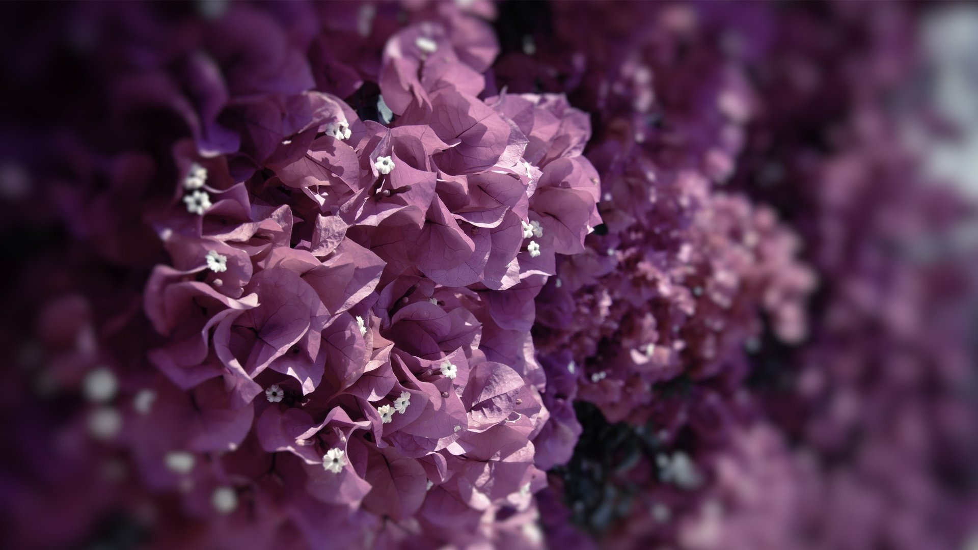 flower, Nature, Plant, Beautiful, Colorful, Flowers Wallpaper