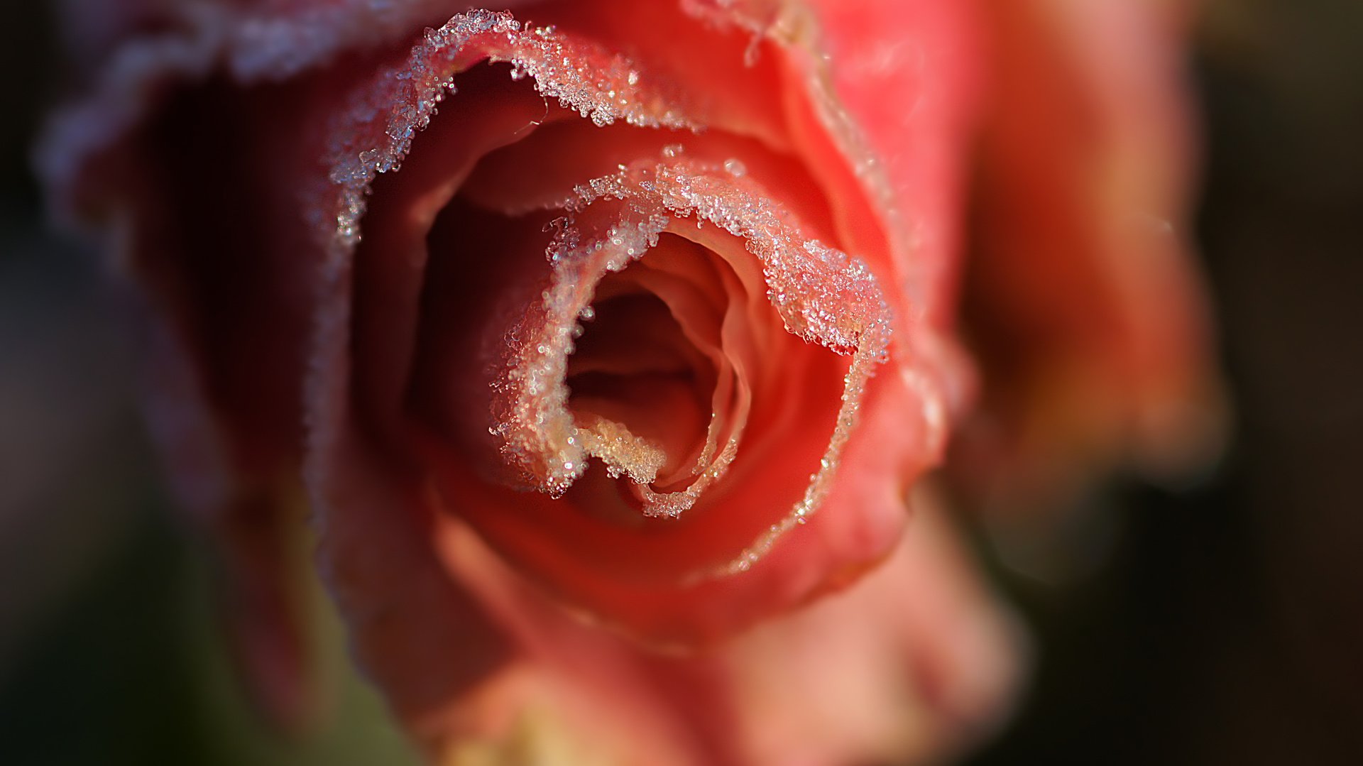 flower, Nature, Plant, Beautiful, Colorful, Flowers Wallpaper