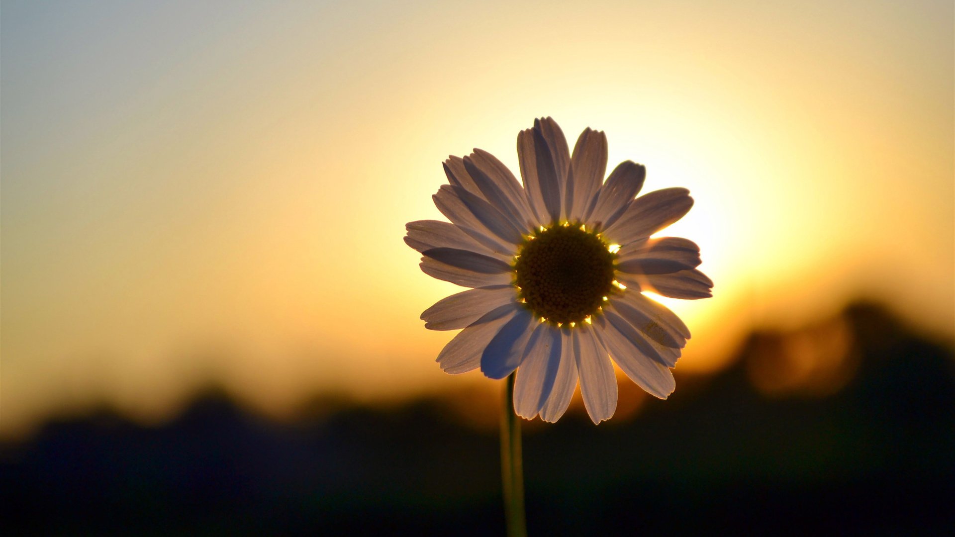 flower, Nature, Plant, Beautiful, Colorful, Flowers Wallpaper